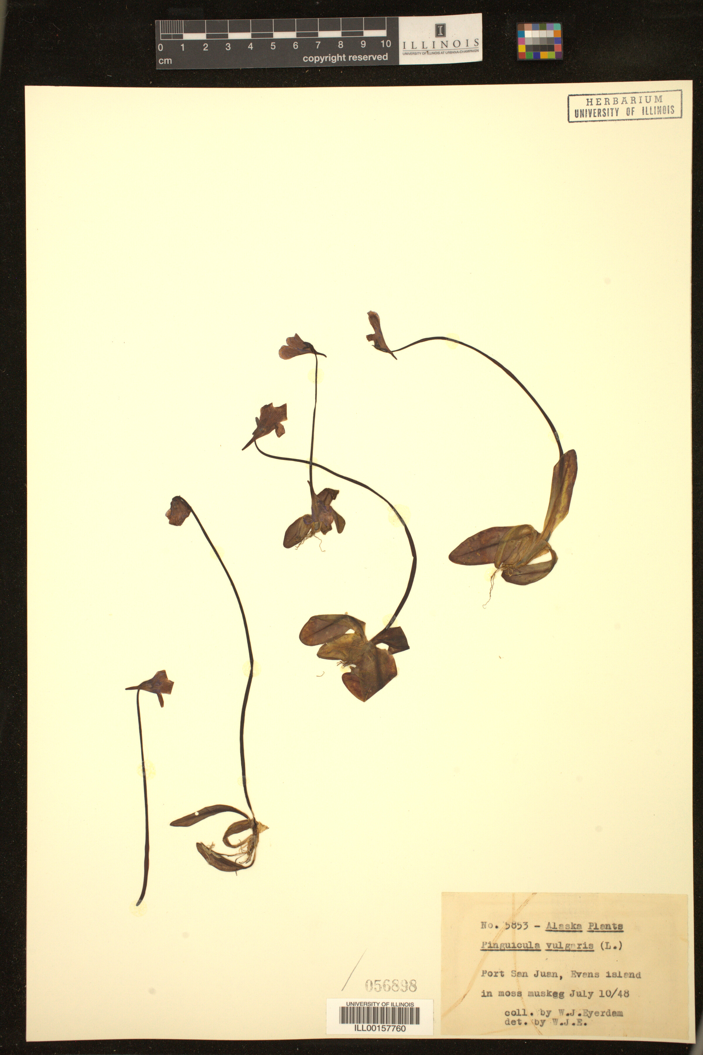 Pinguicula vulgaris image