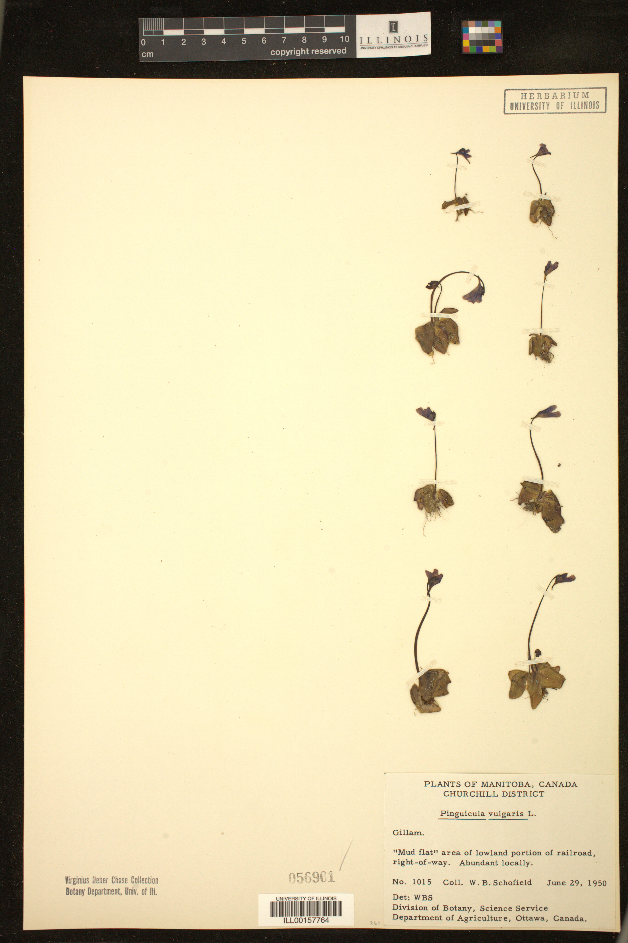 Lentibulariaceae image