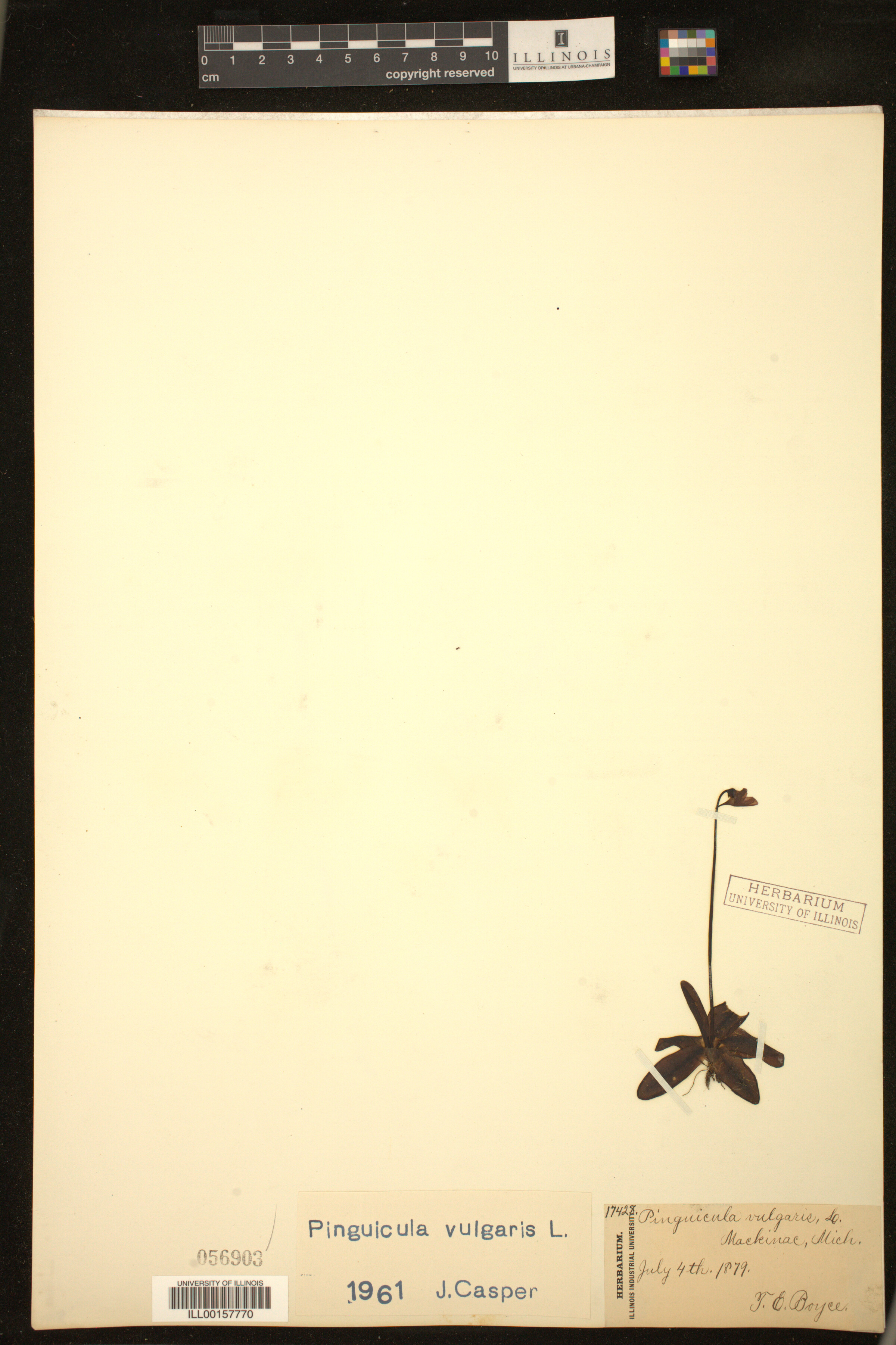 Pinguicula vulgaris image