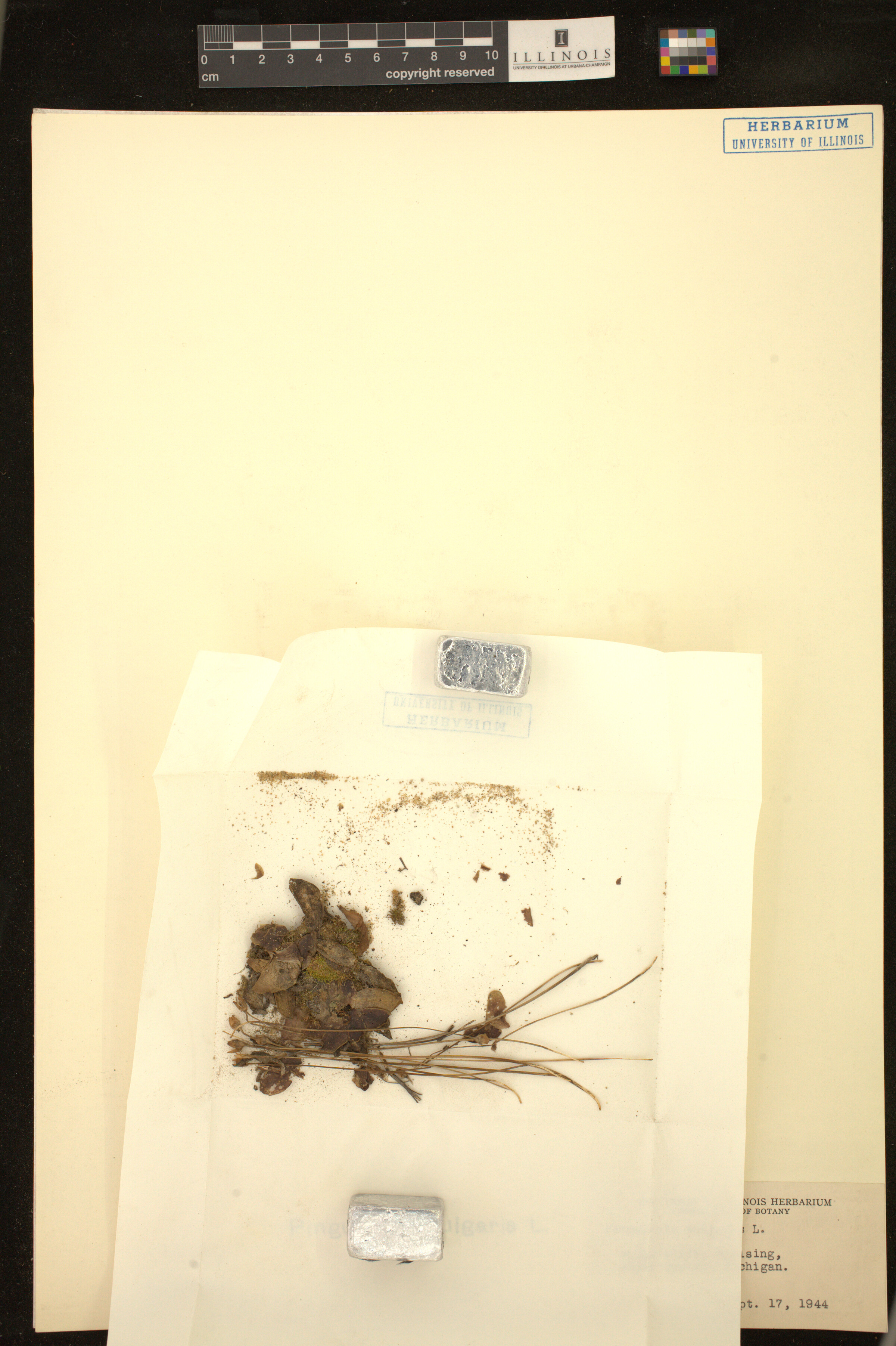 Pinguicula vulgaris image