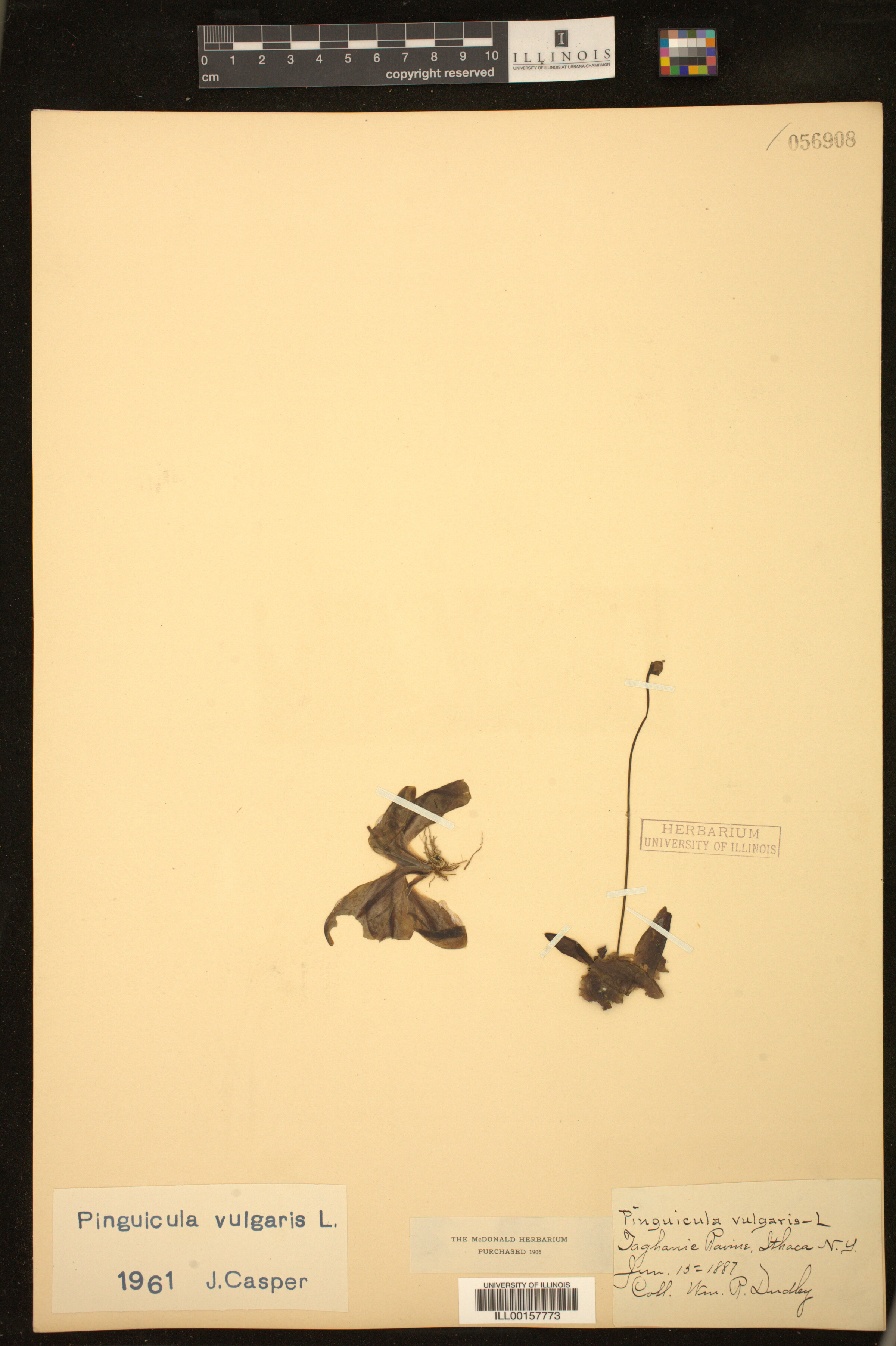 Pinguicula vulgaris image