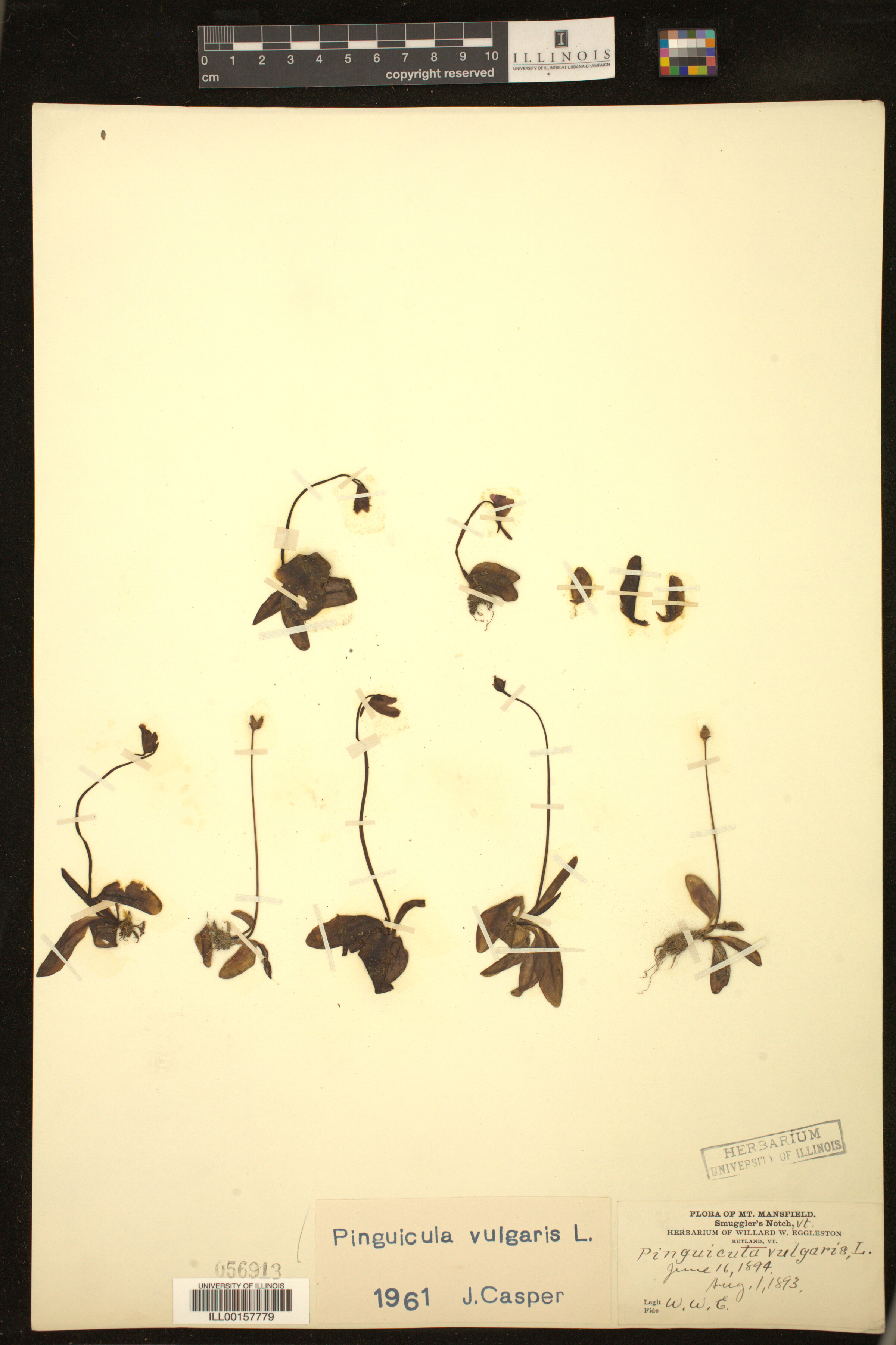 Pinguicula image