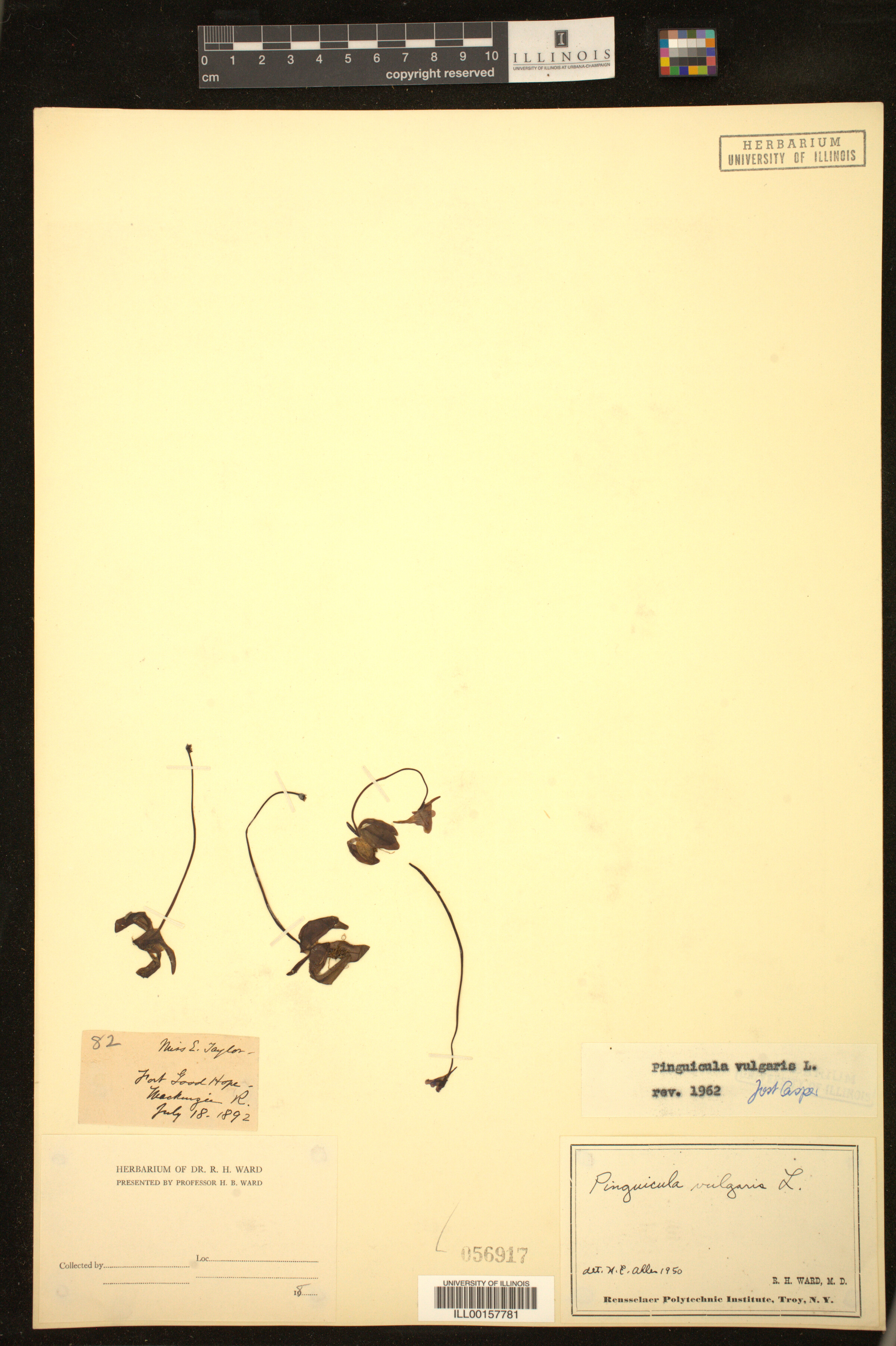 Pinguicula vulgaris image