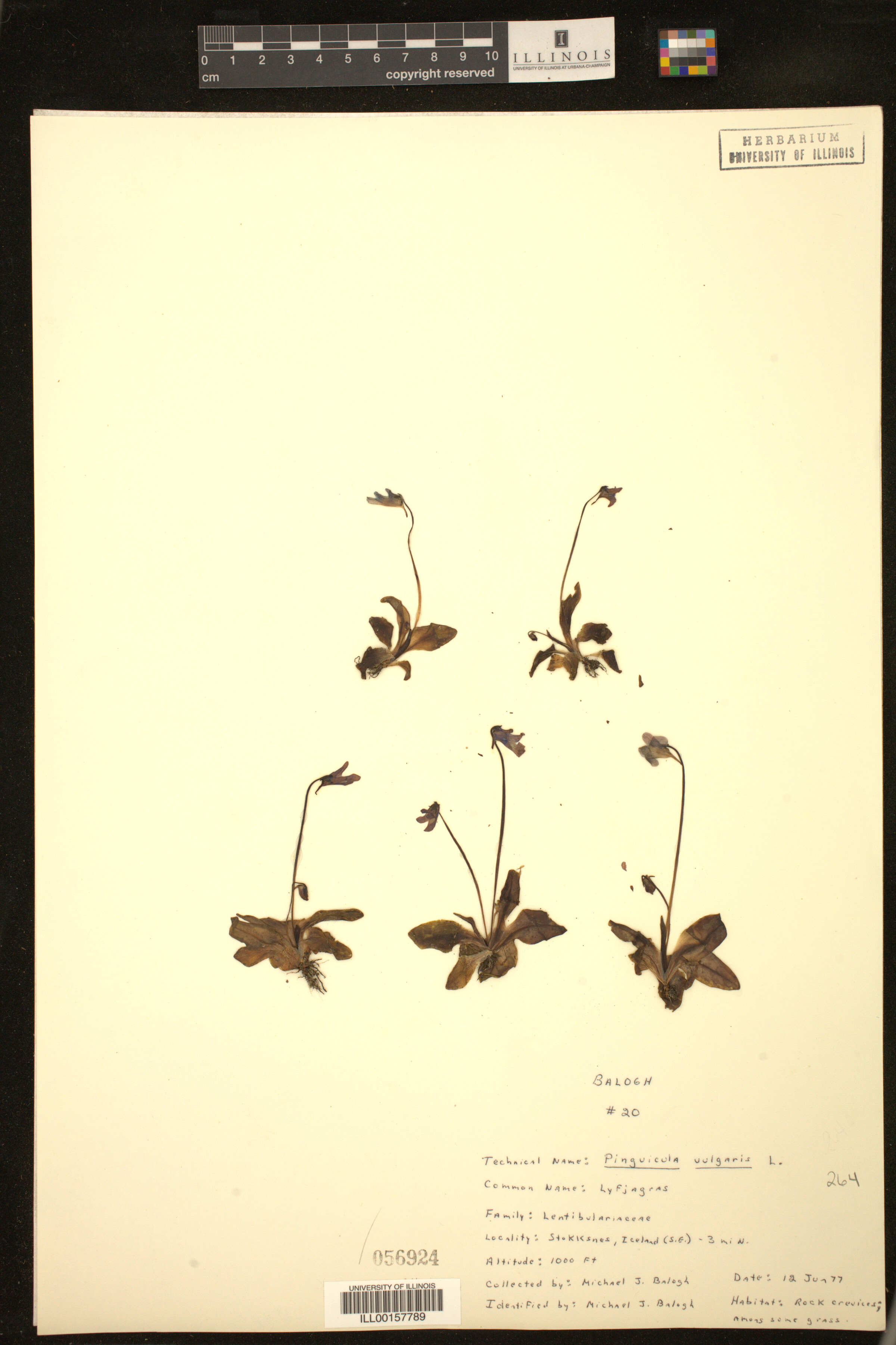 Lentibulariaceae image