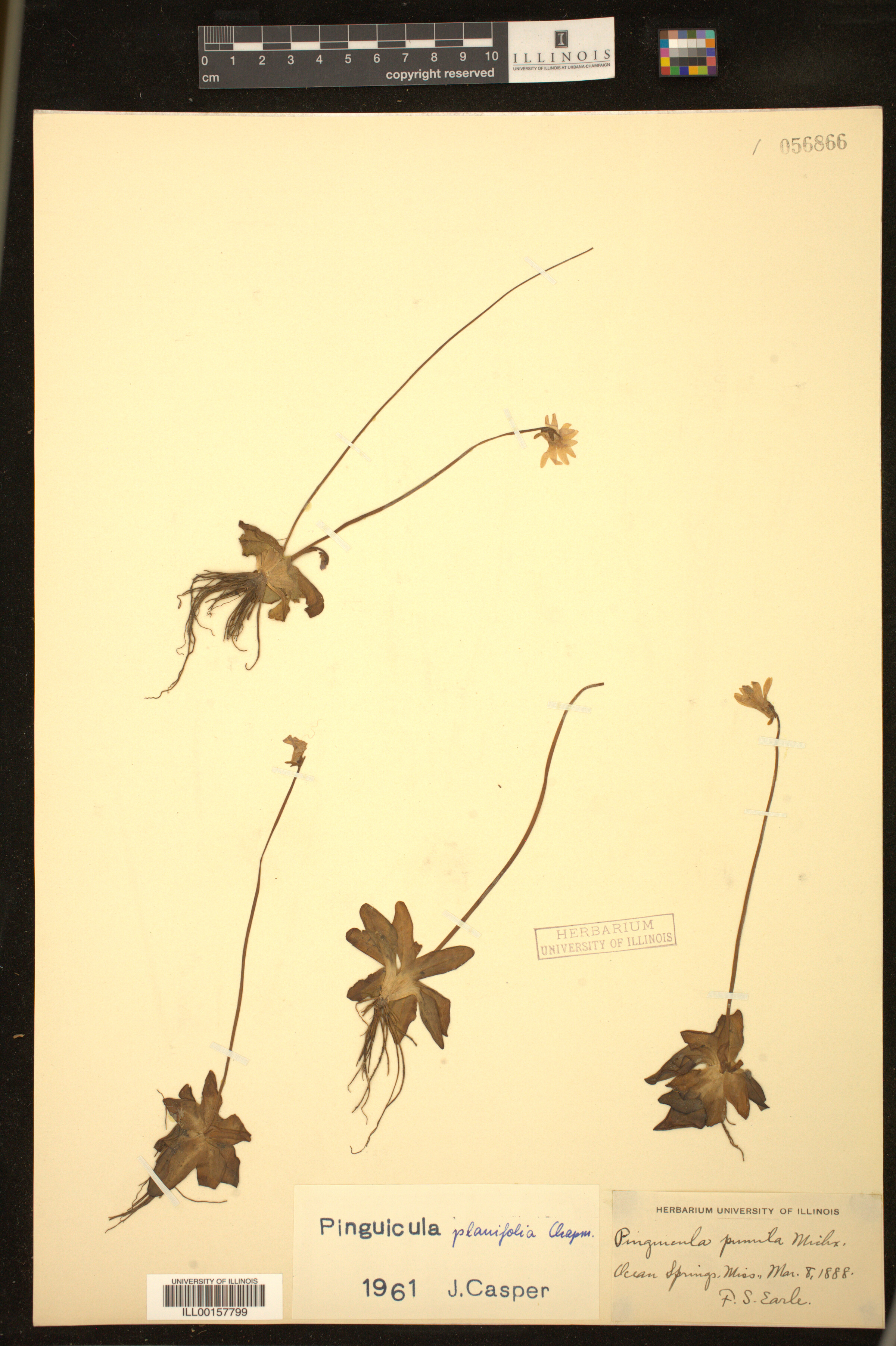 Pinguicula planifolia image