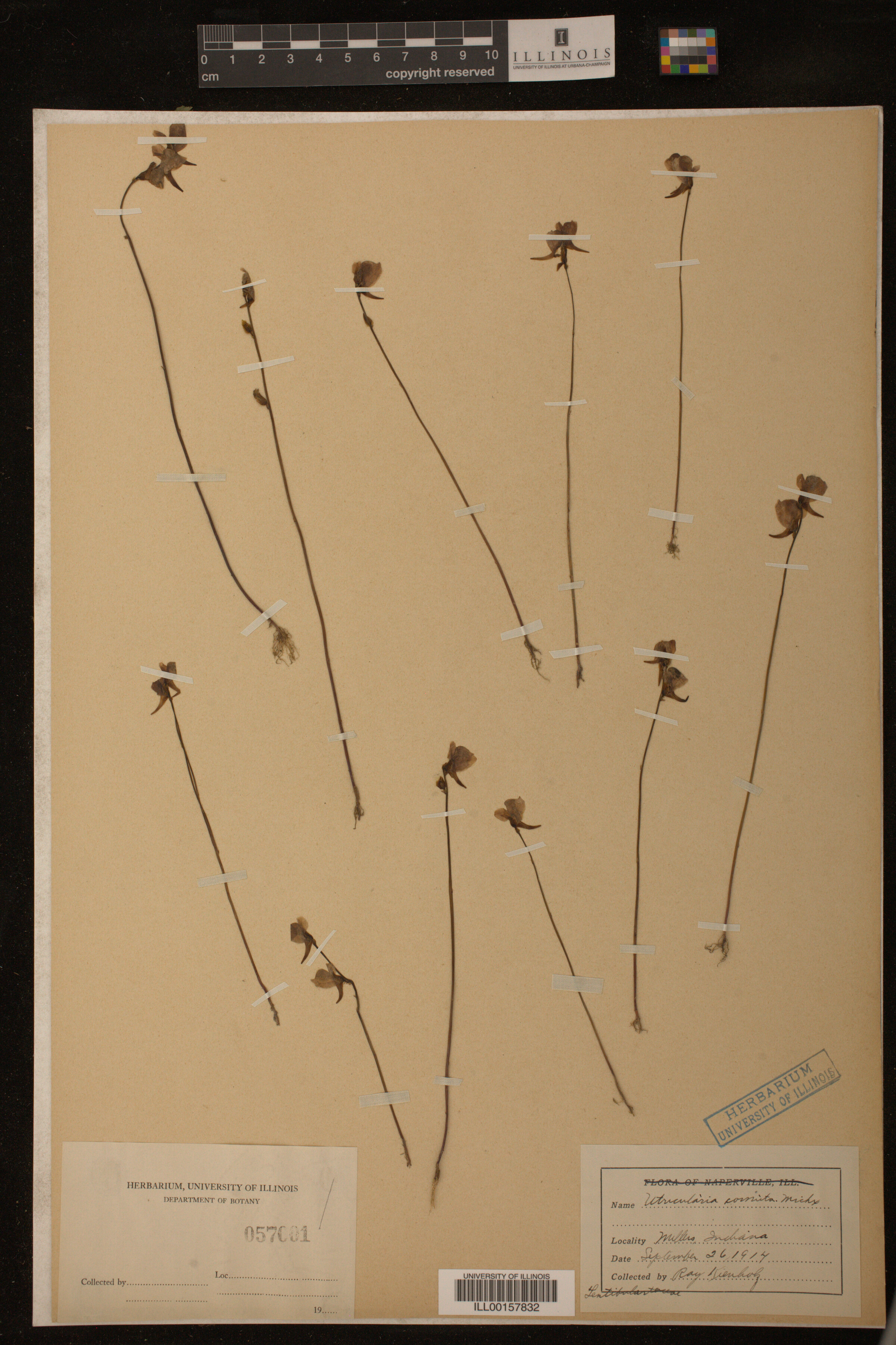 Utricularia cornuta image