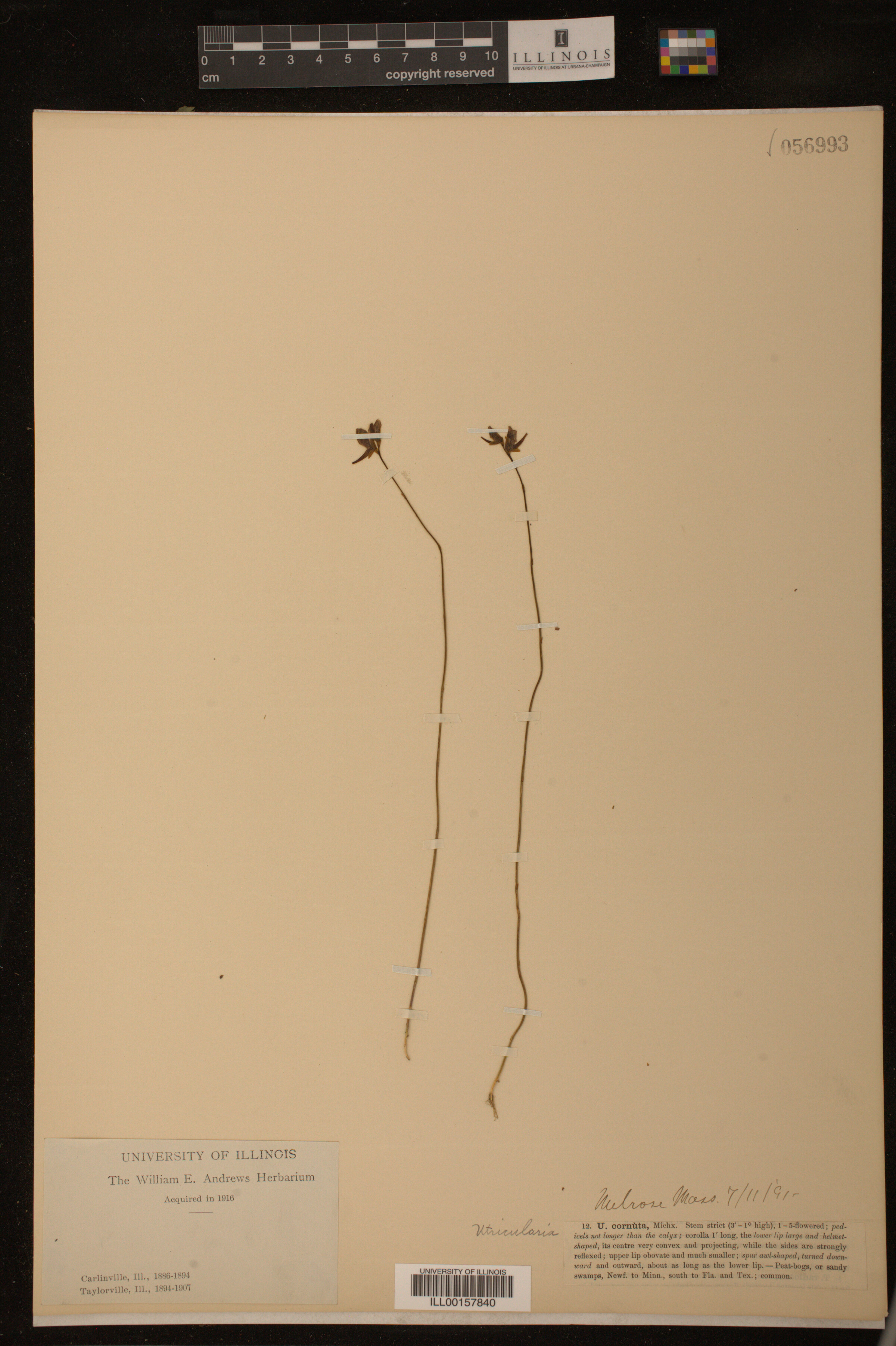 Utricularia cornuta image