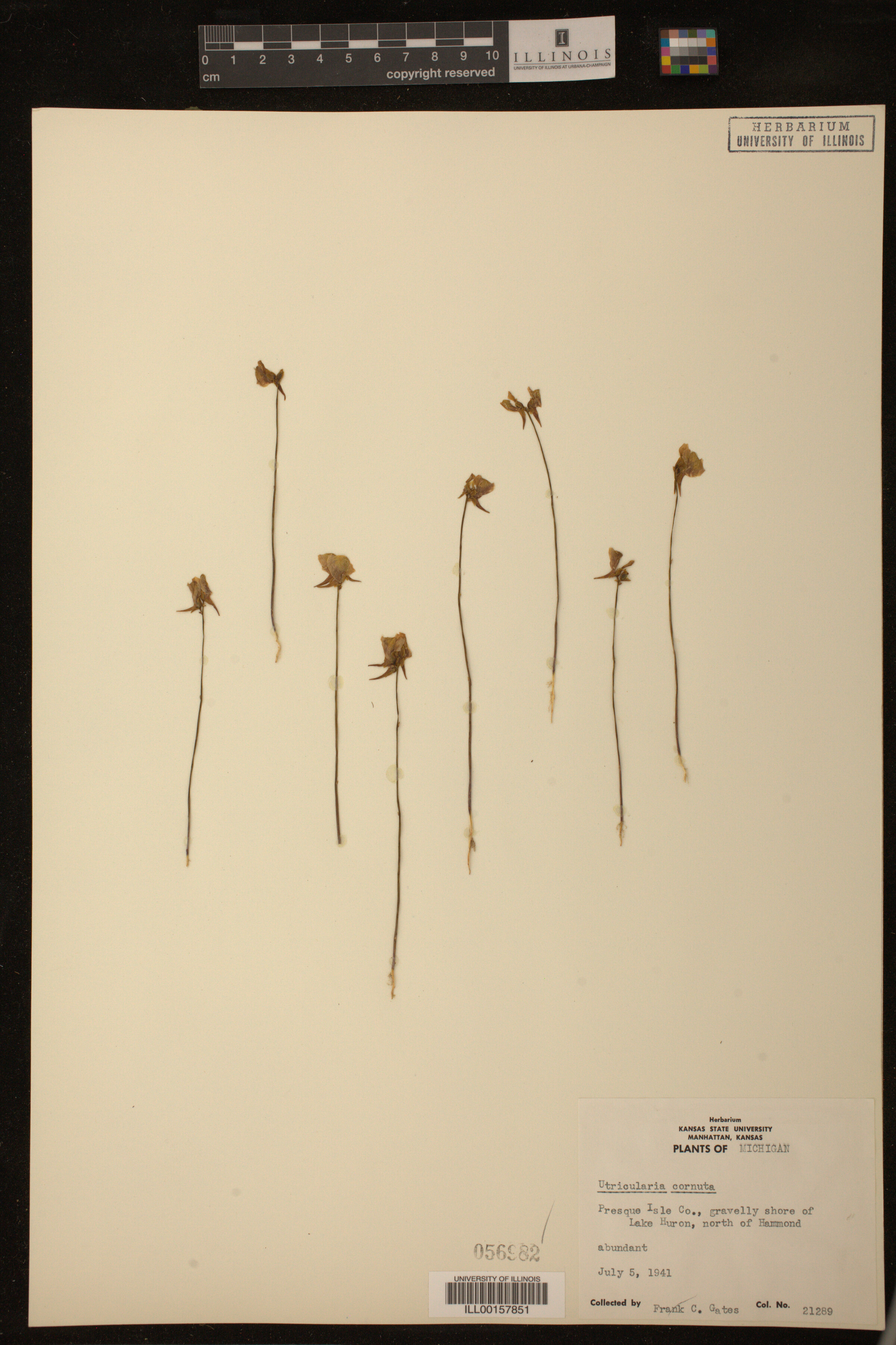 Utricularia cornuta image