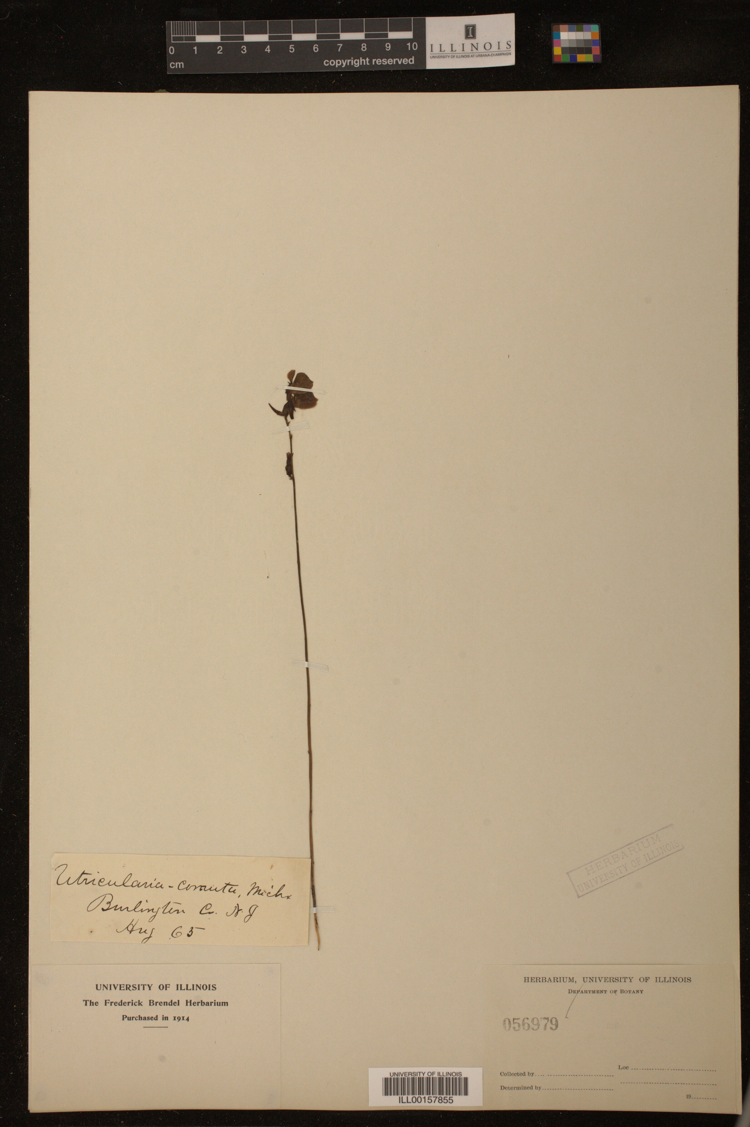 Utricularia cornuta image
