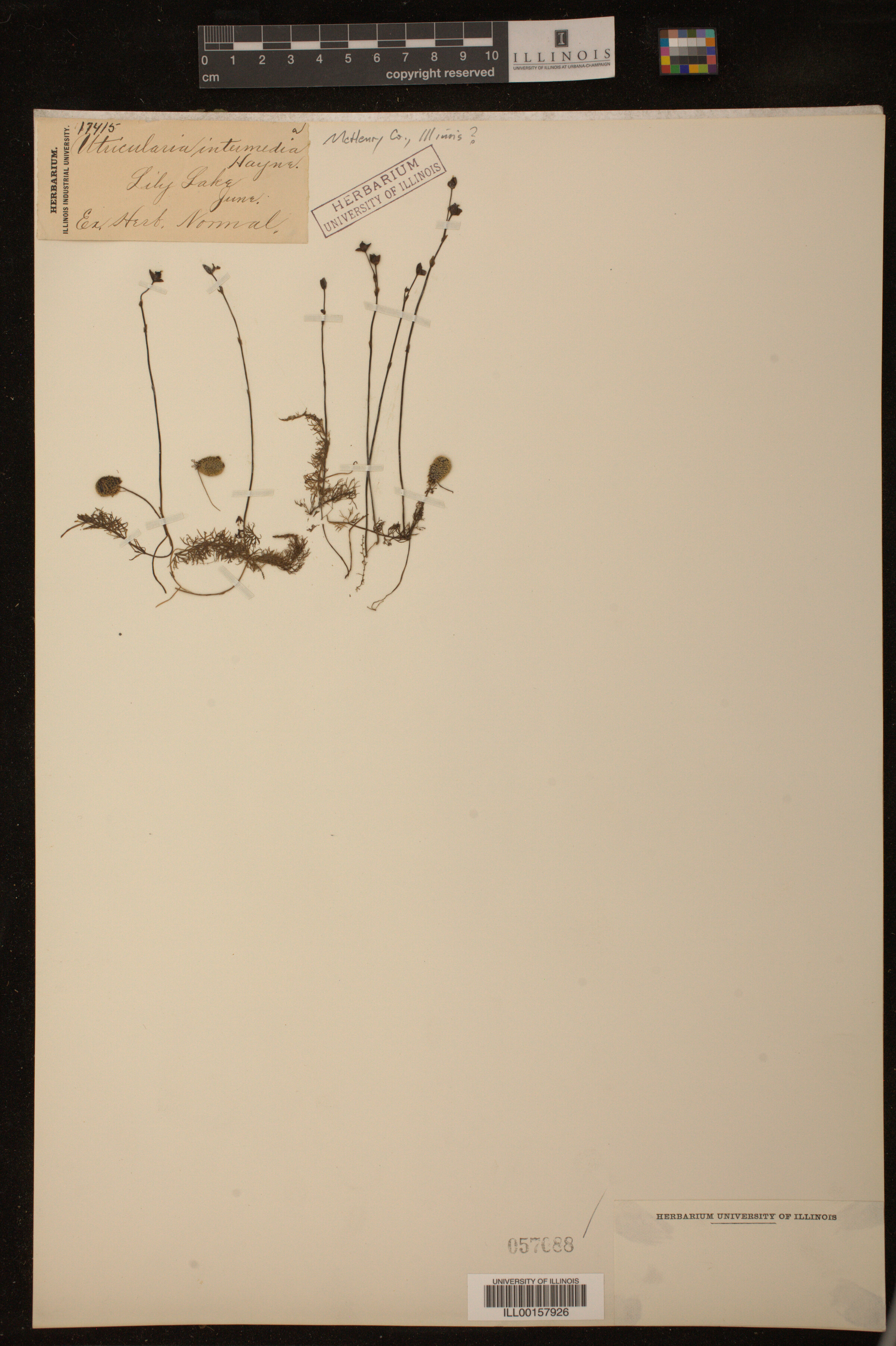 Utricularia intermedia image