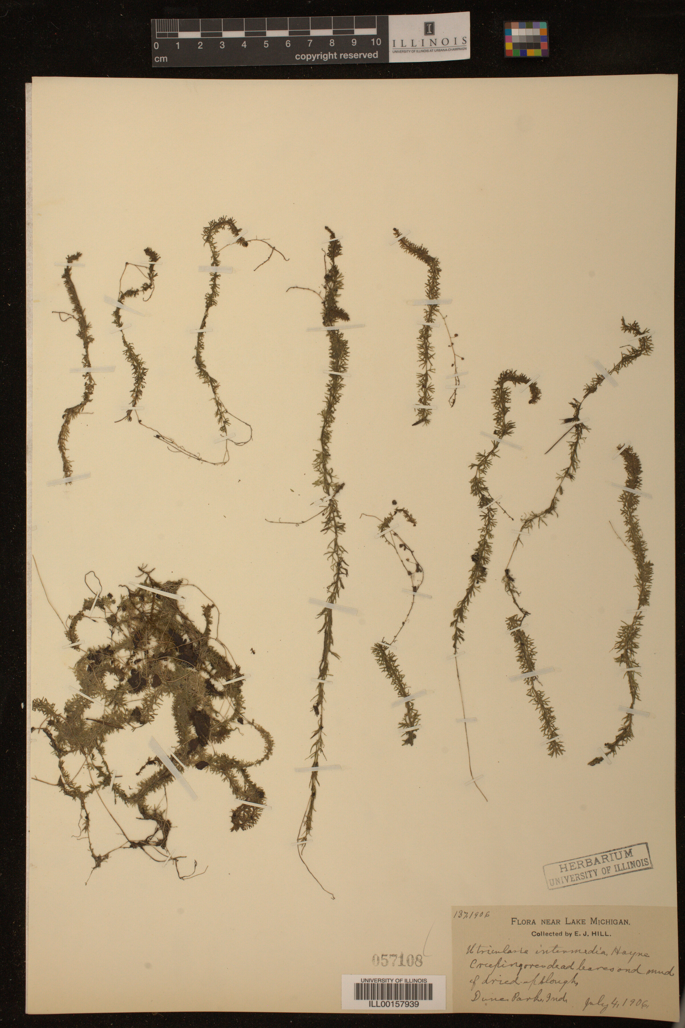 Utricularia intermedia image
