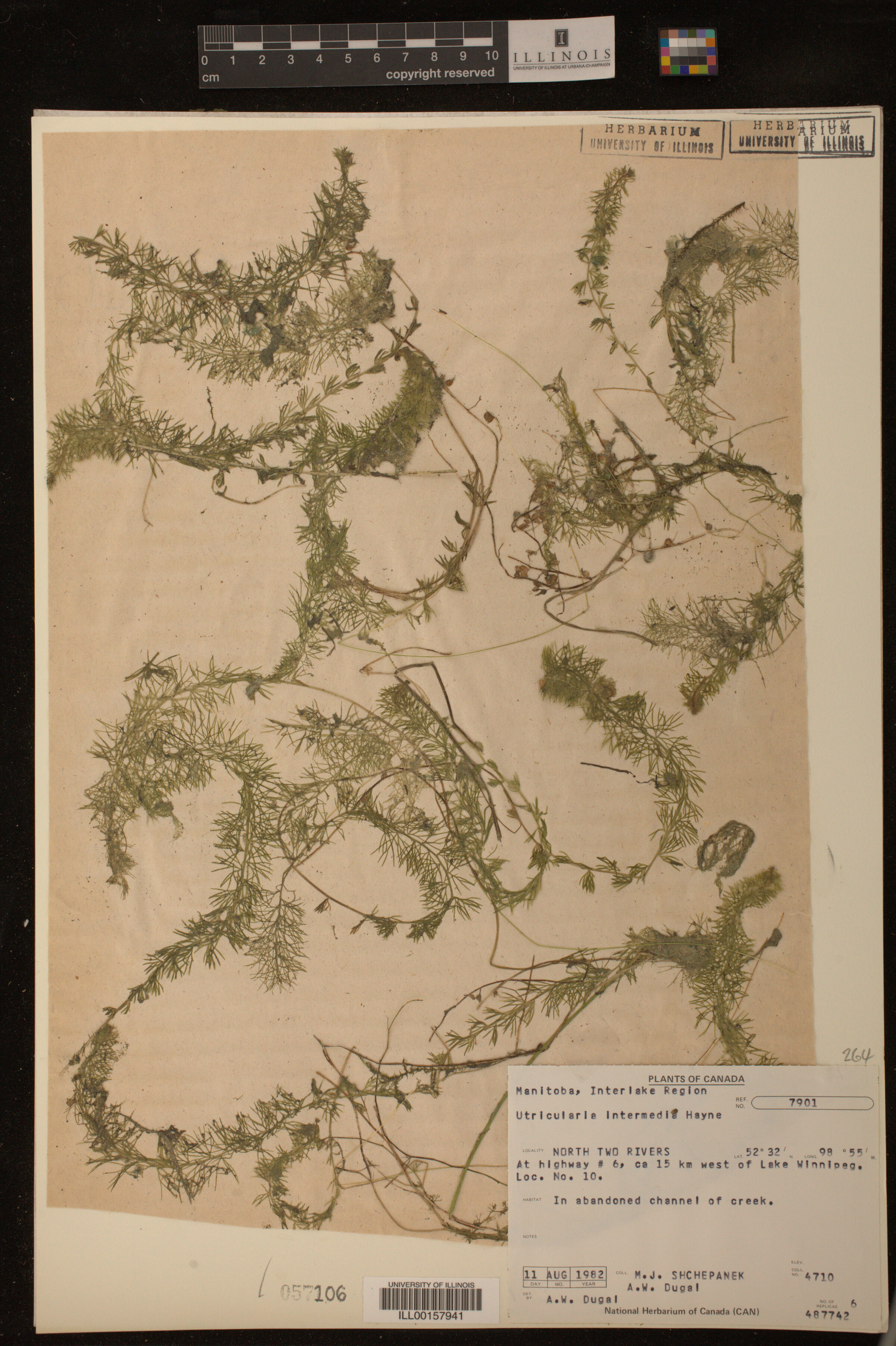 Utricularia intermedia image