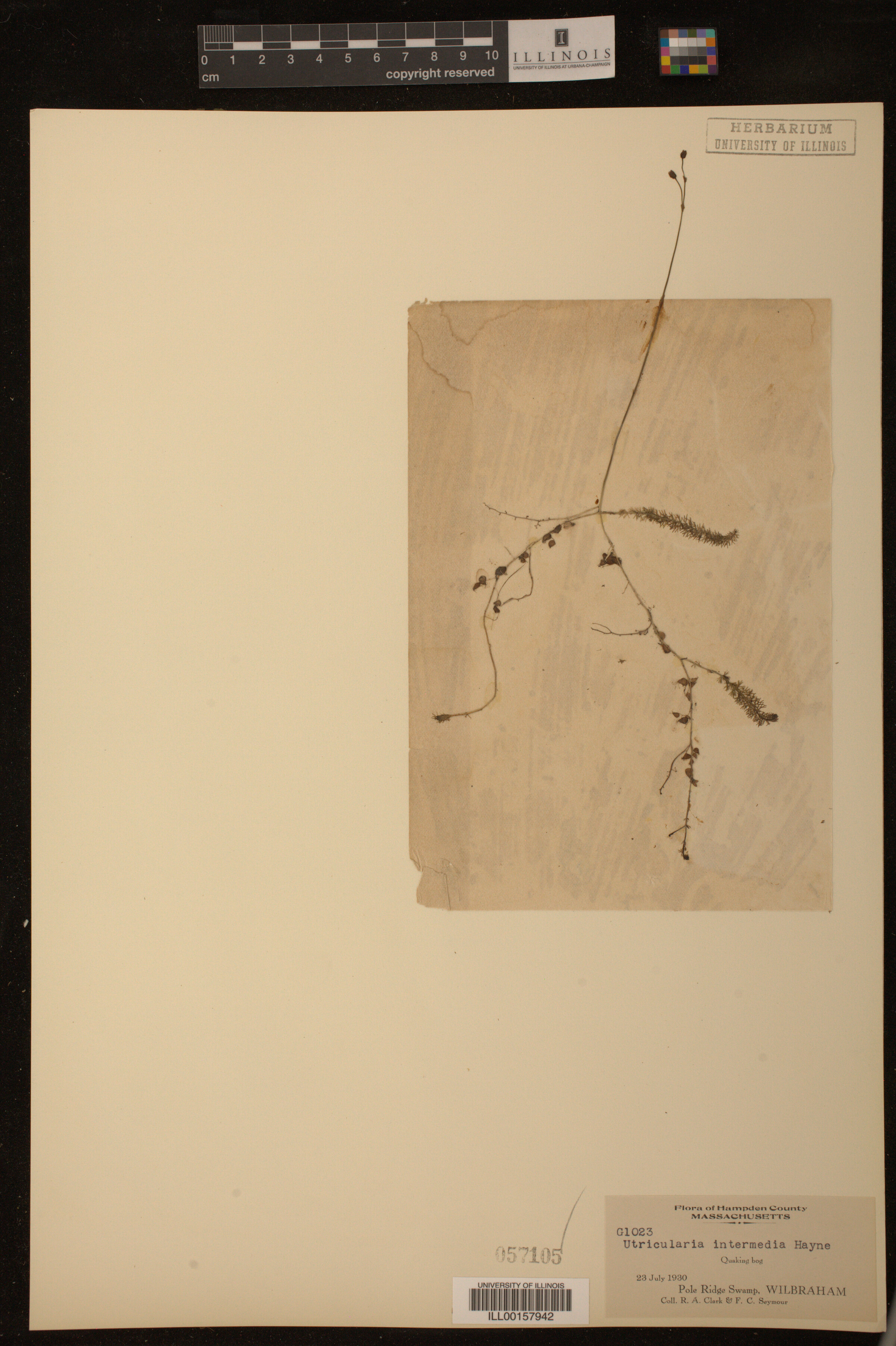 Utricularia intermedia image
