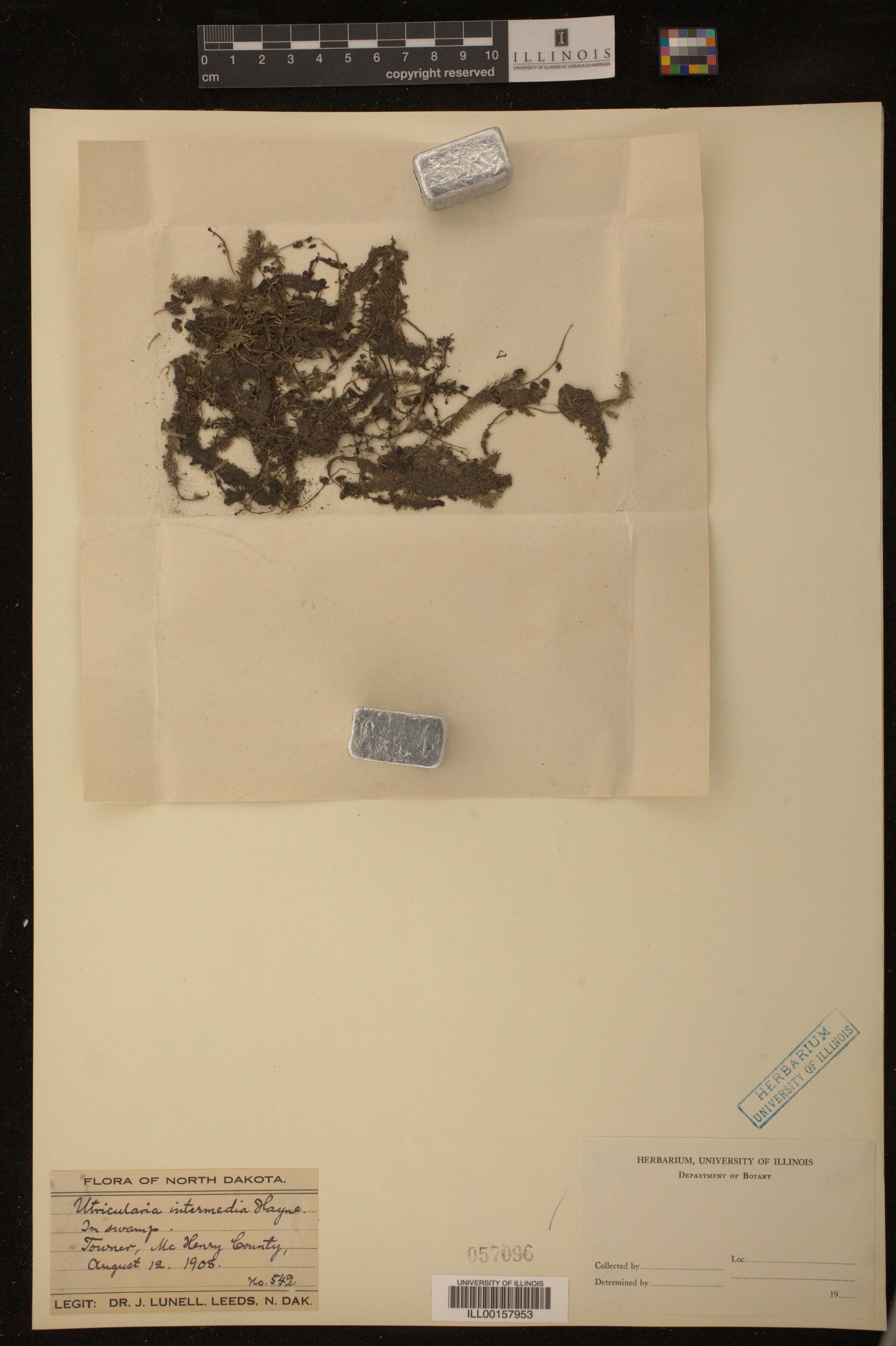 Utricularia intermedia image