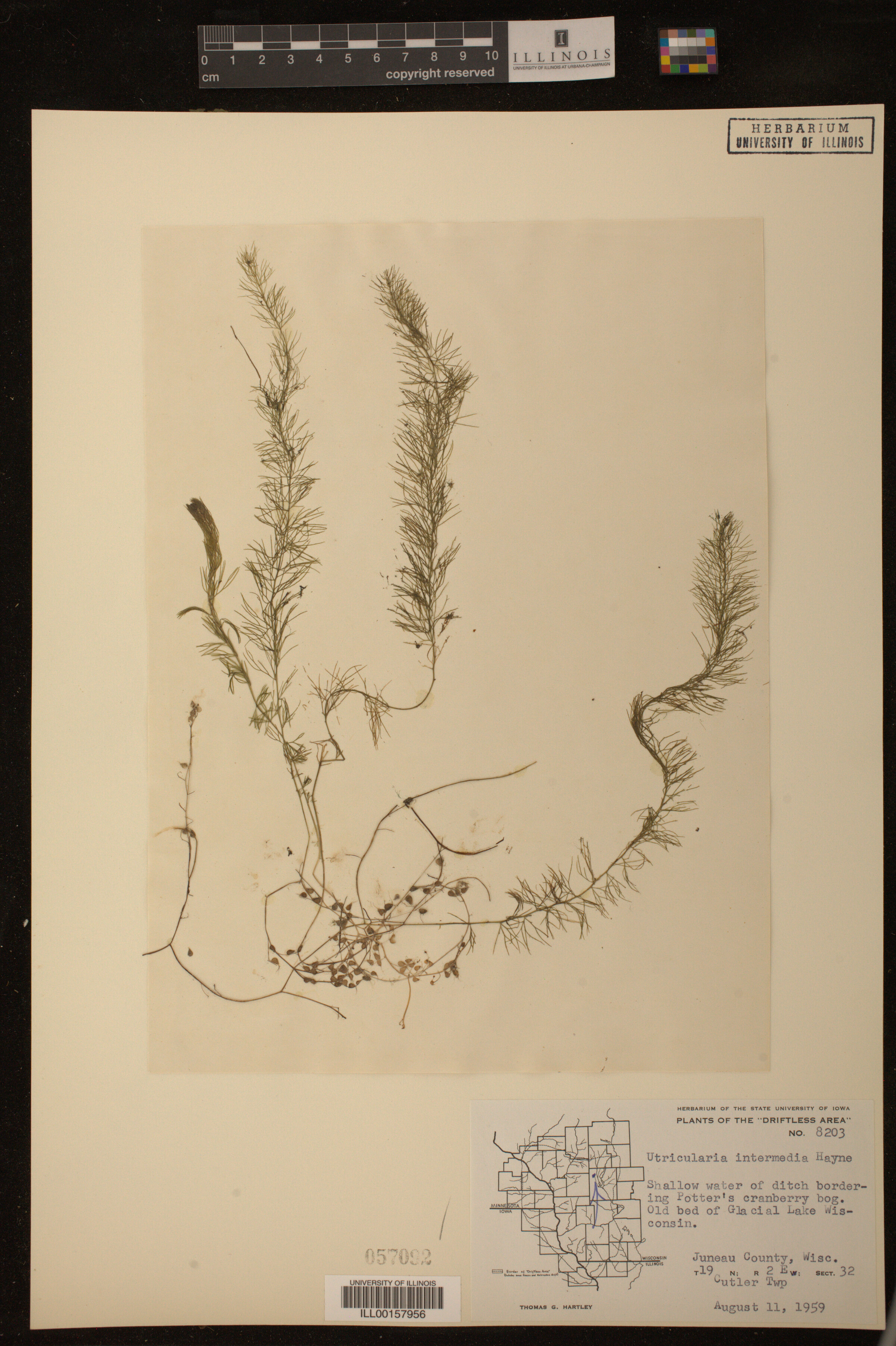 Utricularia intermedia image