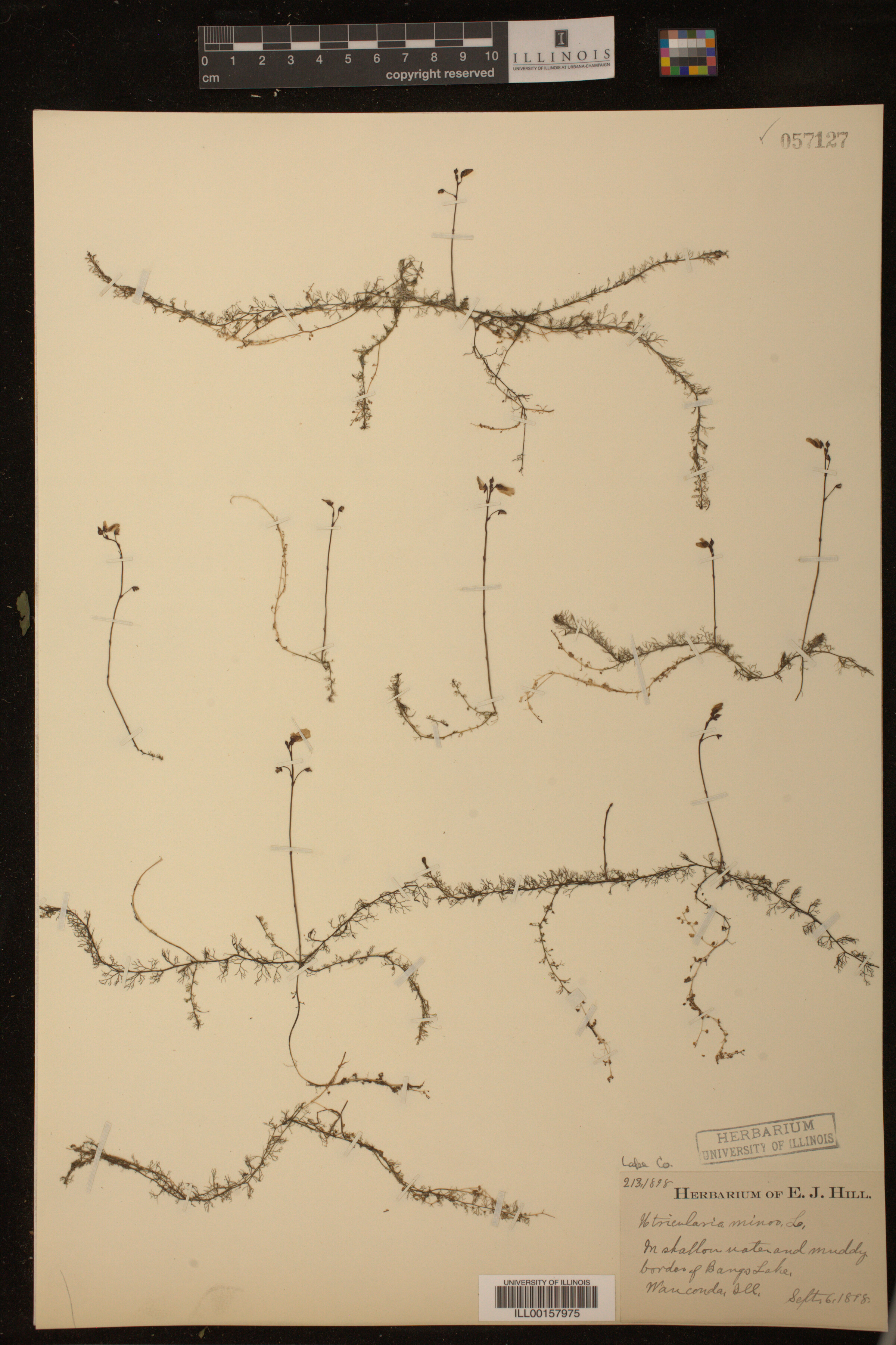 Utricularia minor image