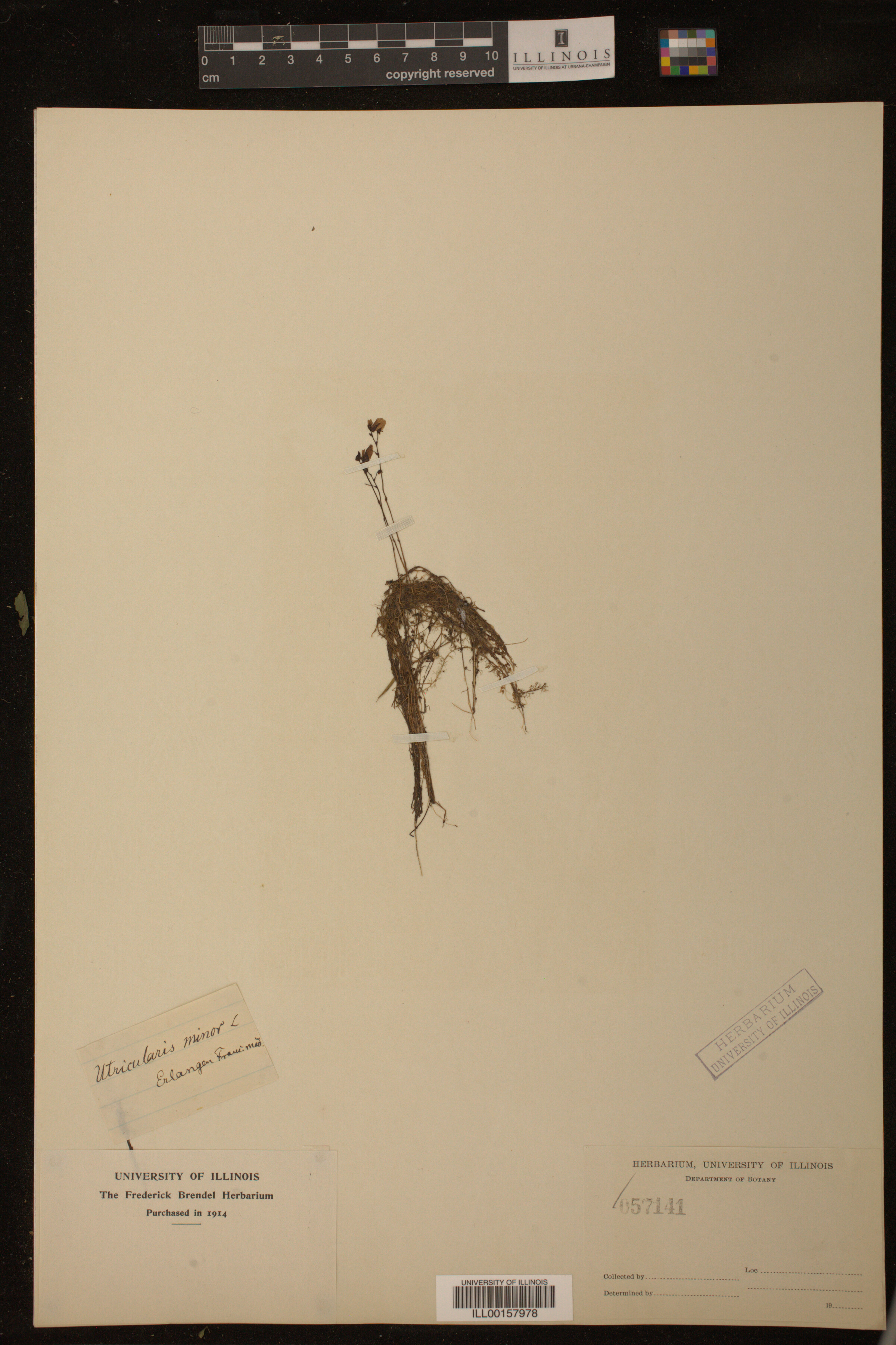 Utricularia minor image