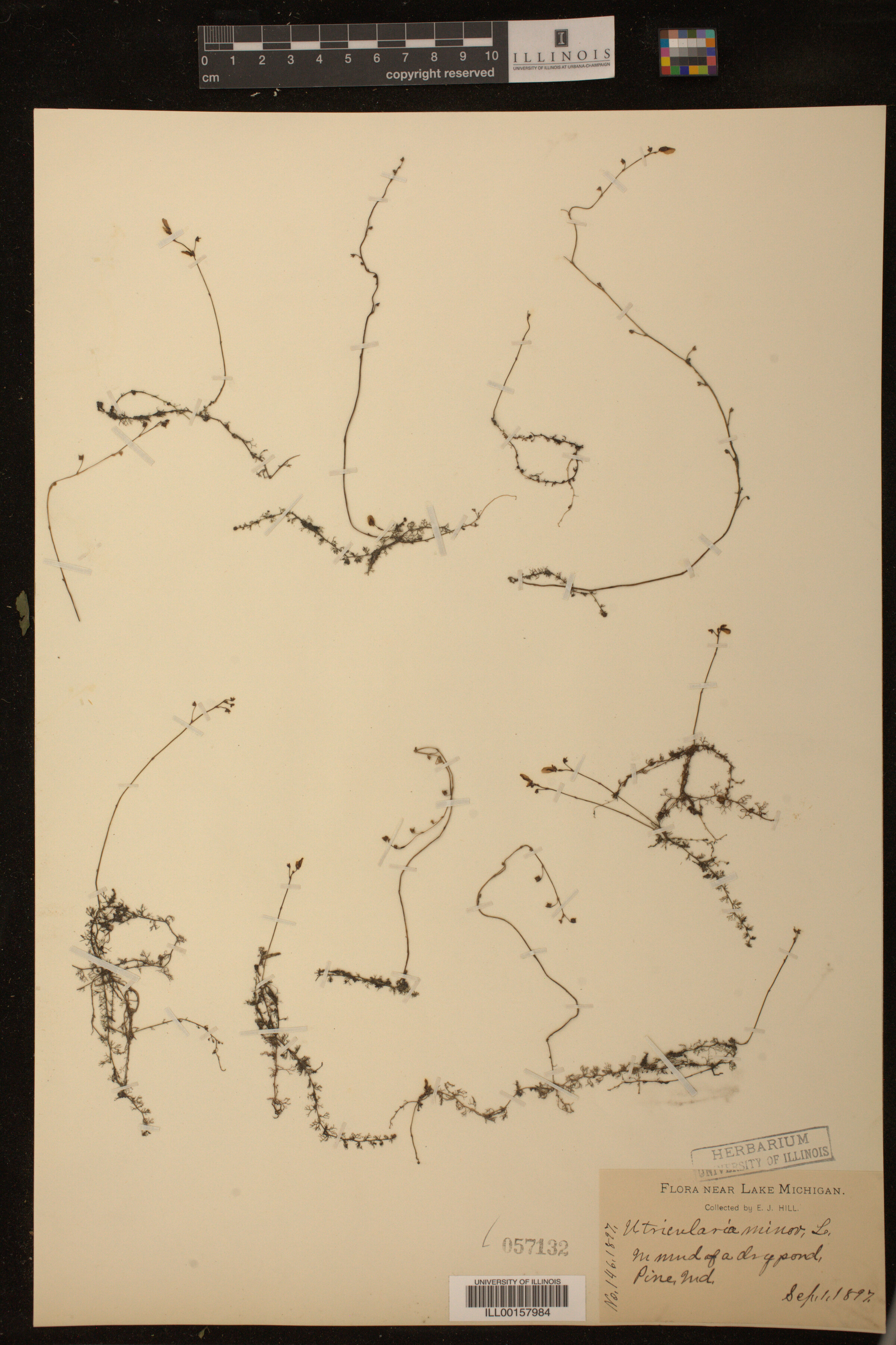 Utricularia minor image