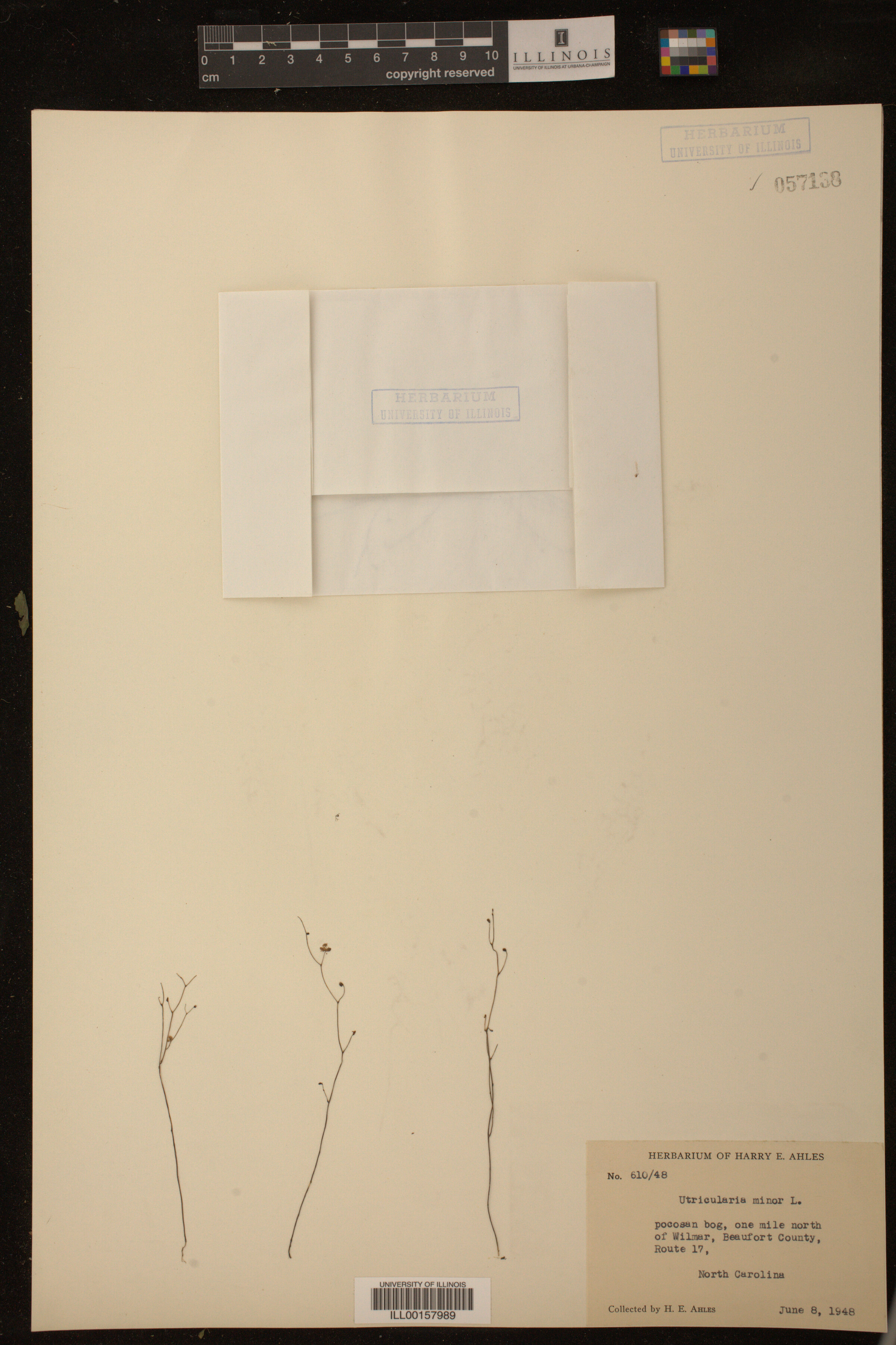 Utricularia minor image