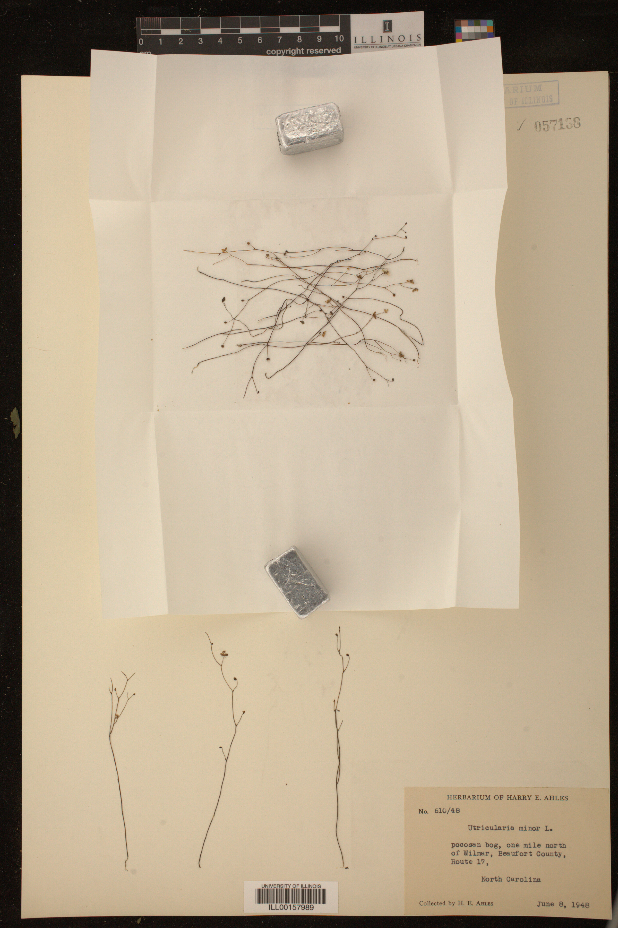 Utricularia minor image