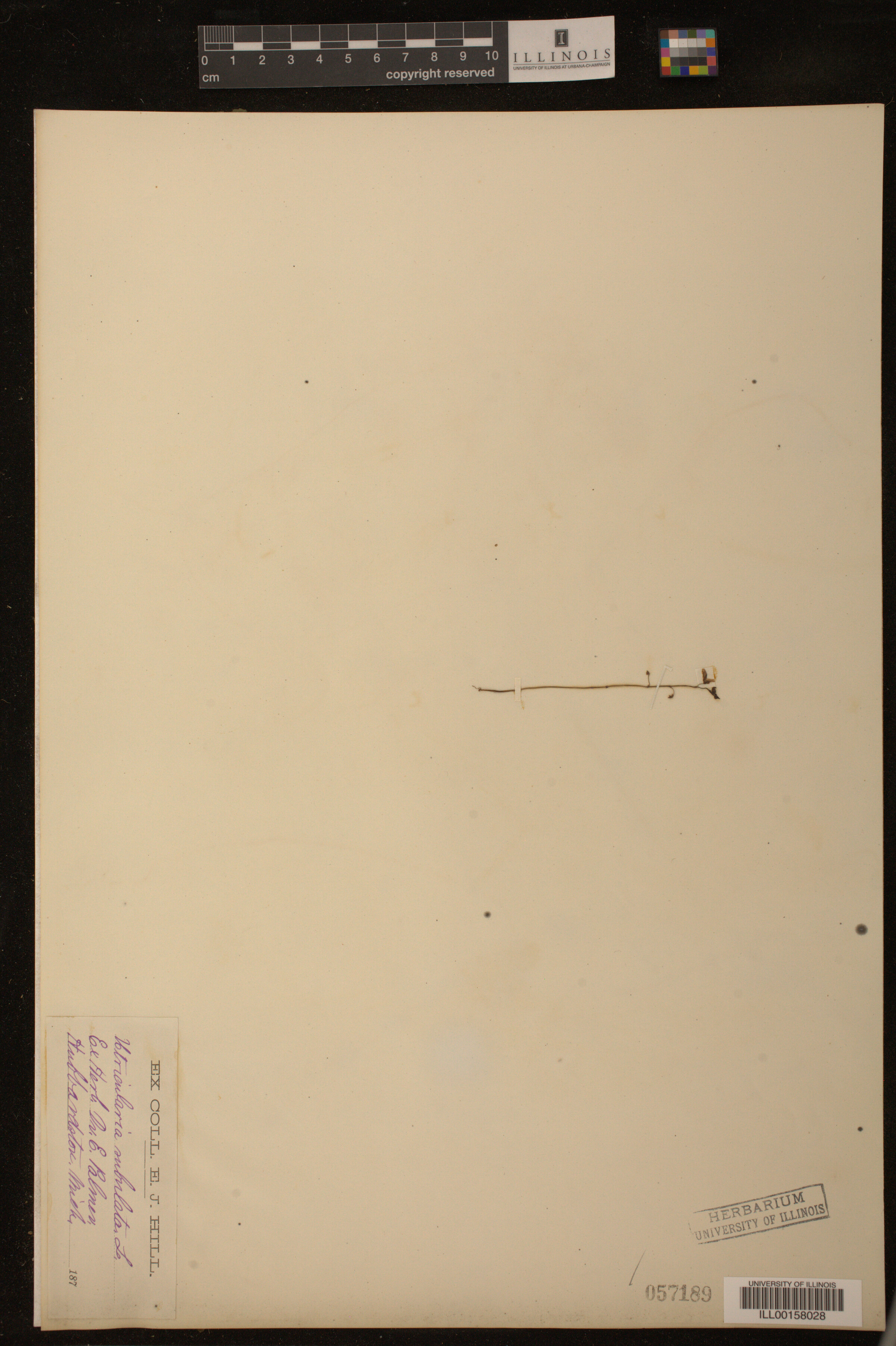 Utricularia subulata image