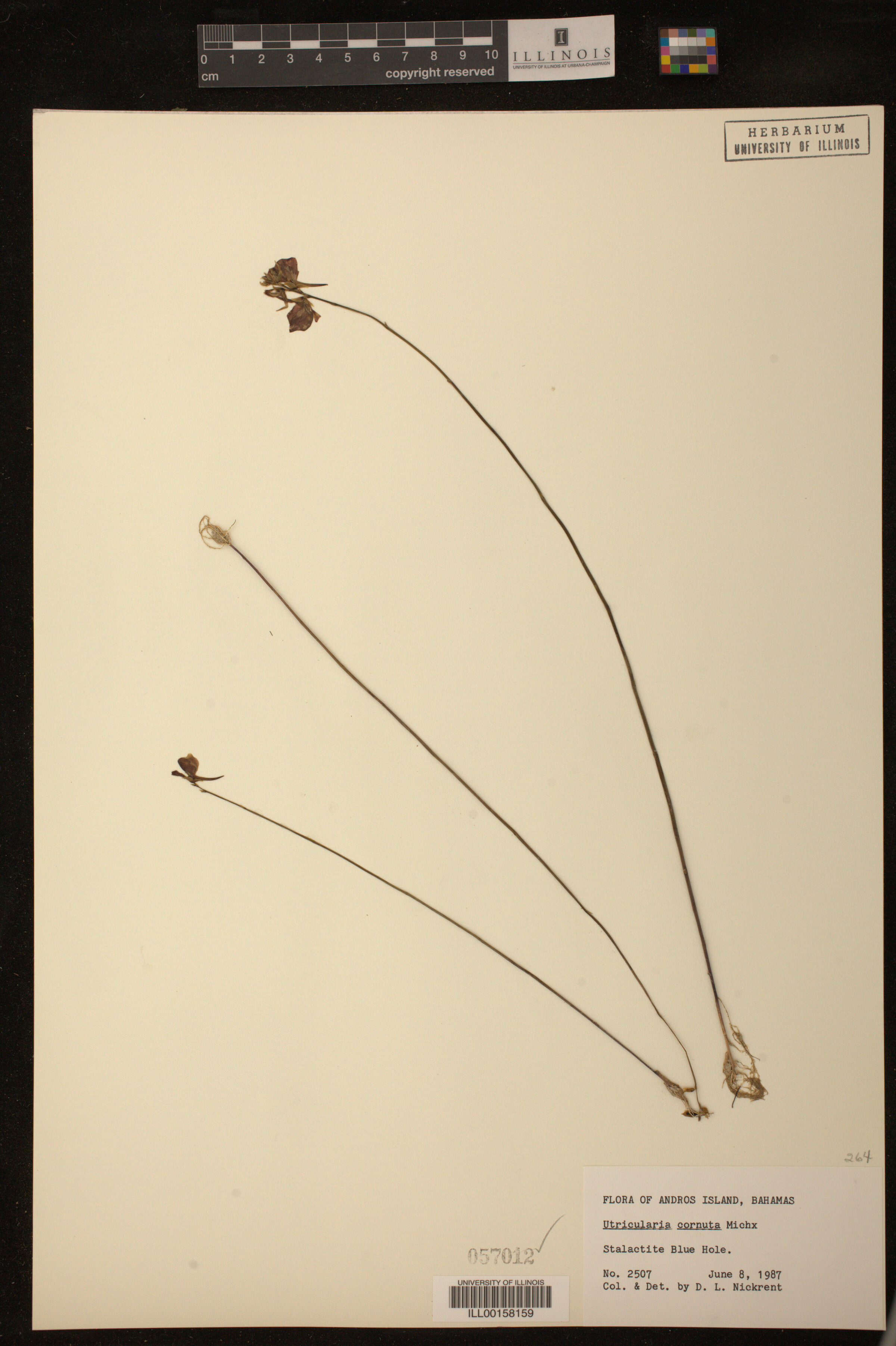 Utricularia image