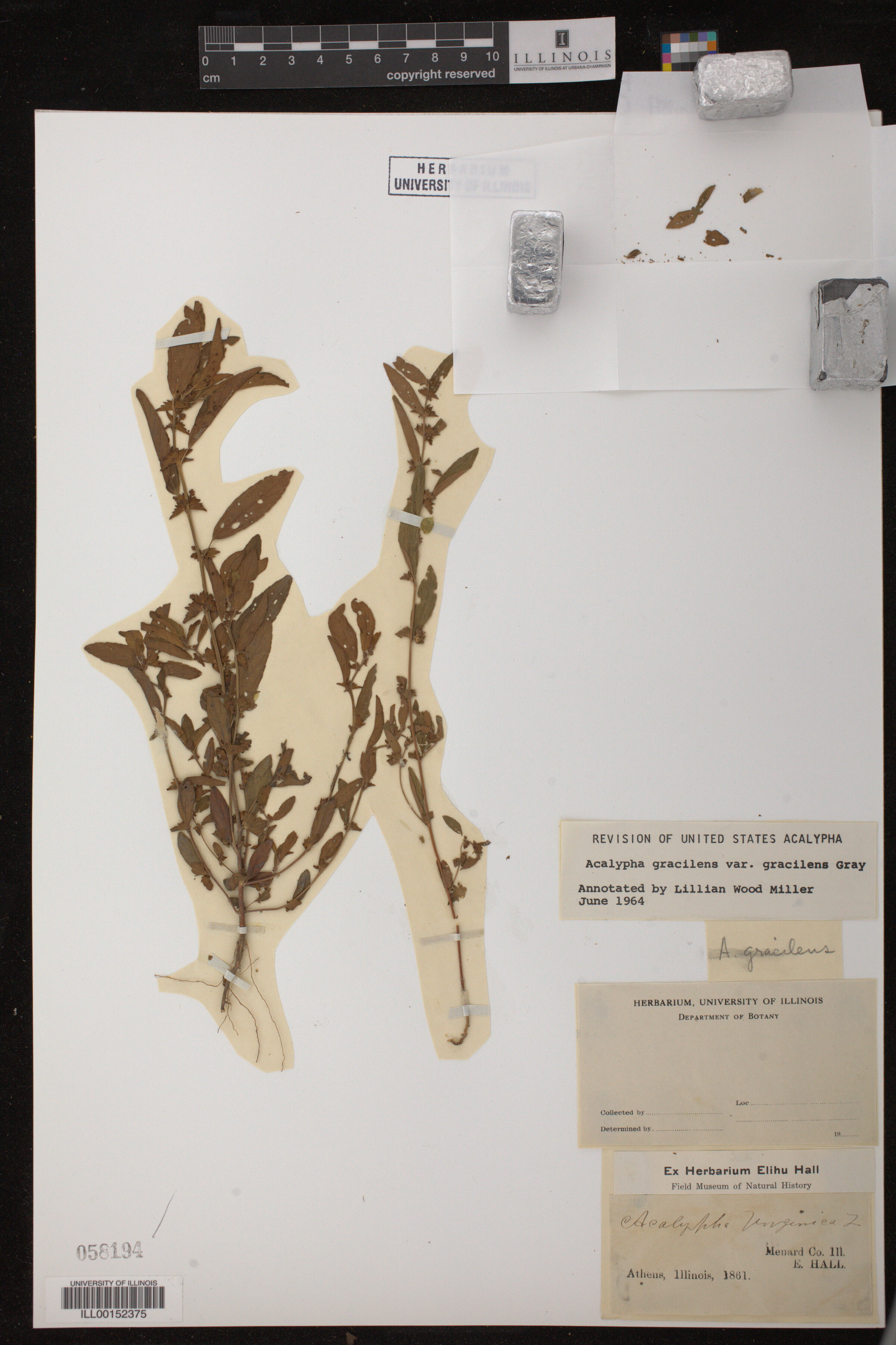 Acalypha gracilens image