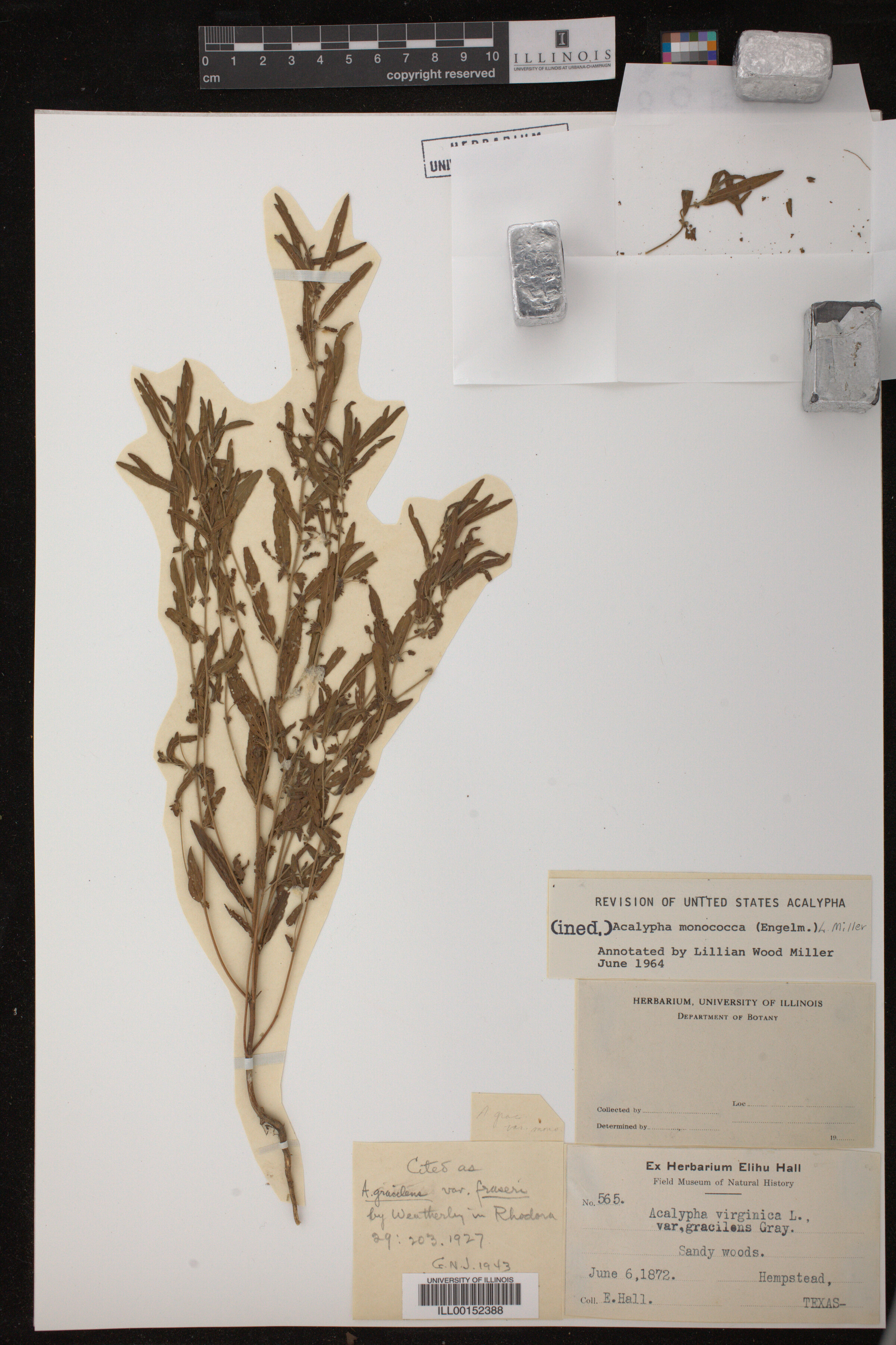 Acalypha monococca image