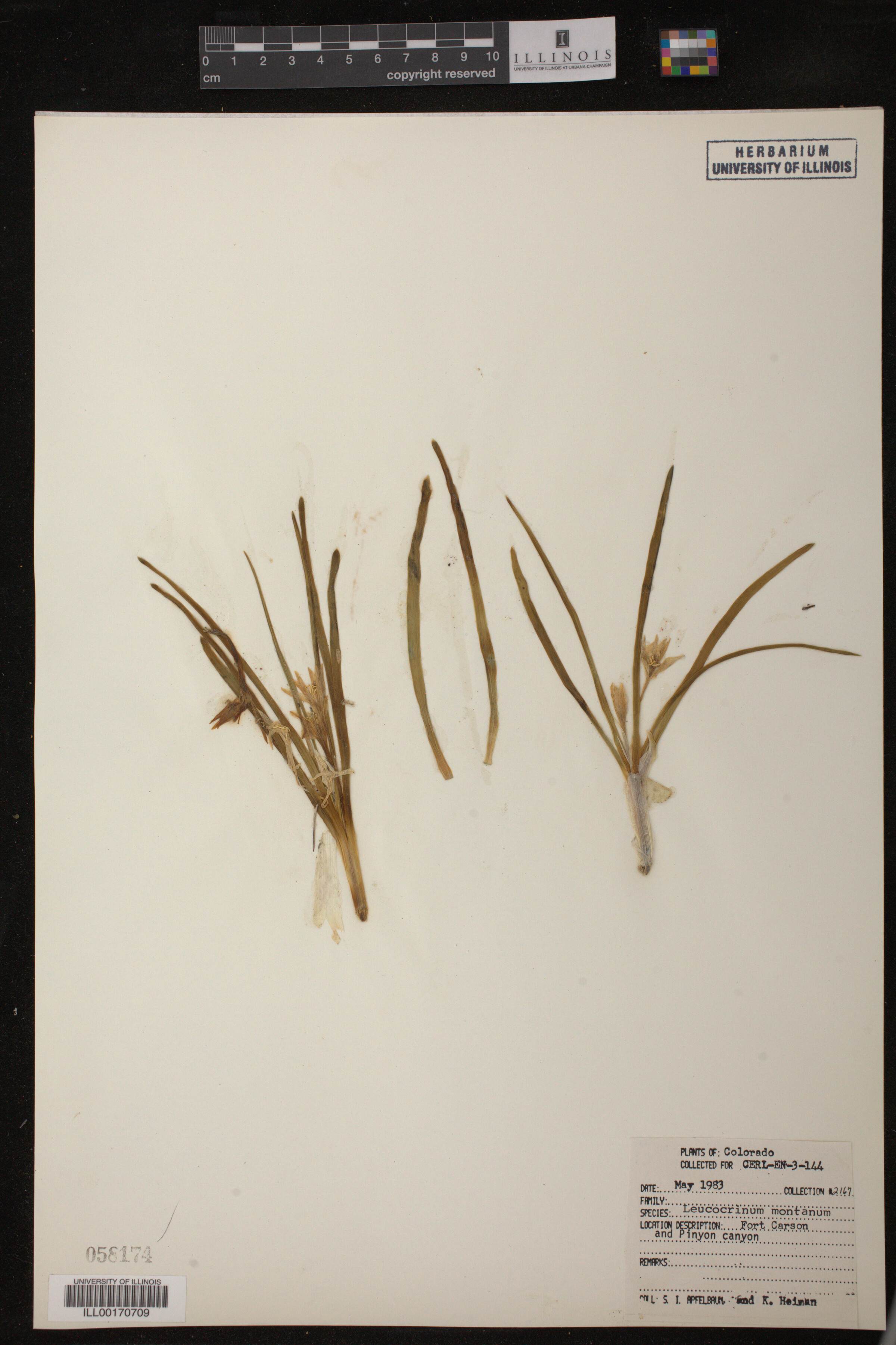 Leucocrinum montanum image