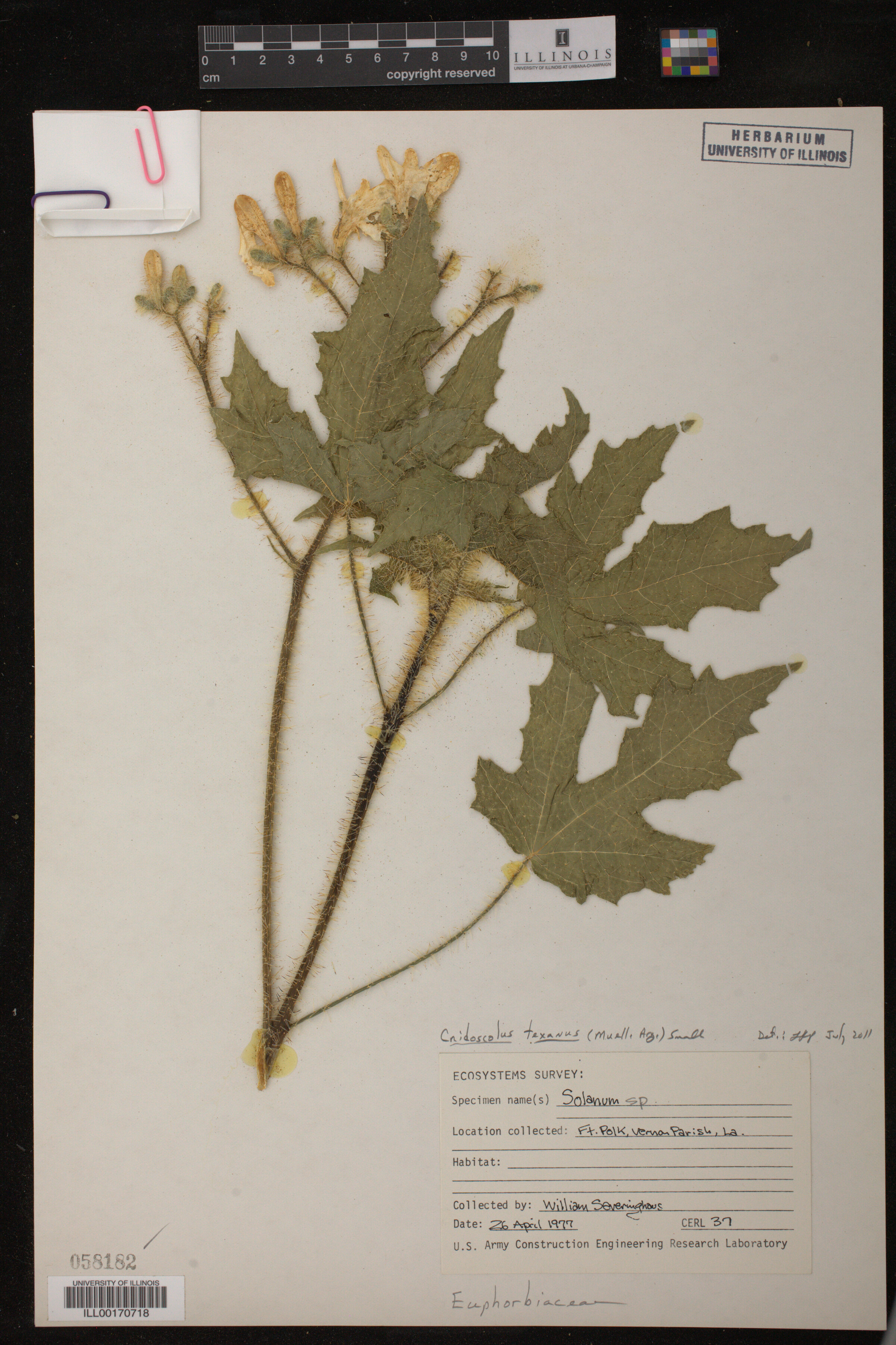 Cnidoscolus texanus image