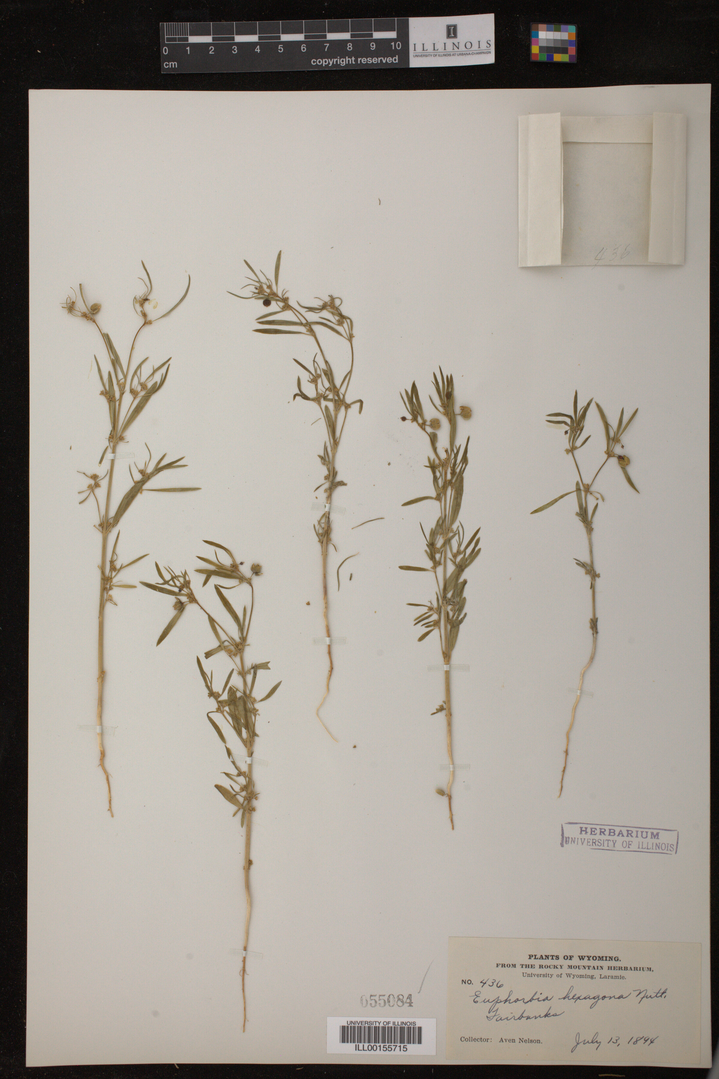 Euphorbia hexagona image