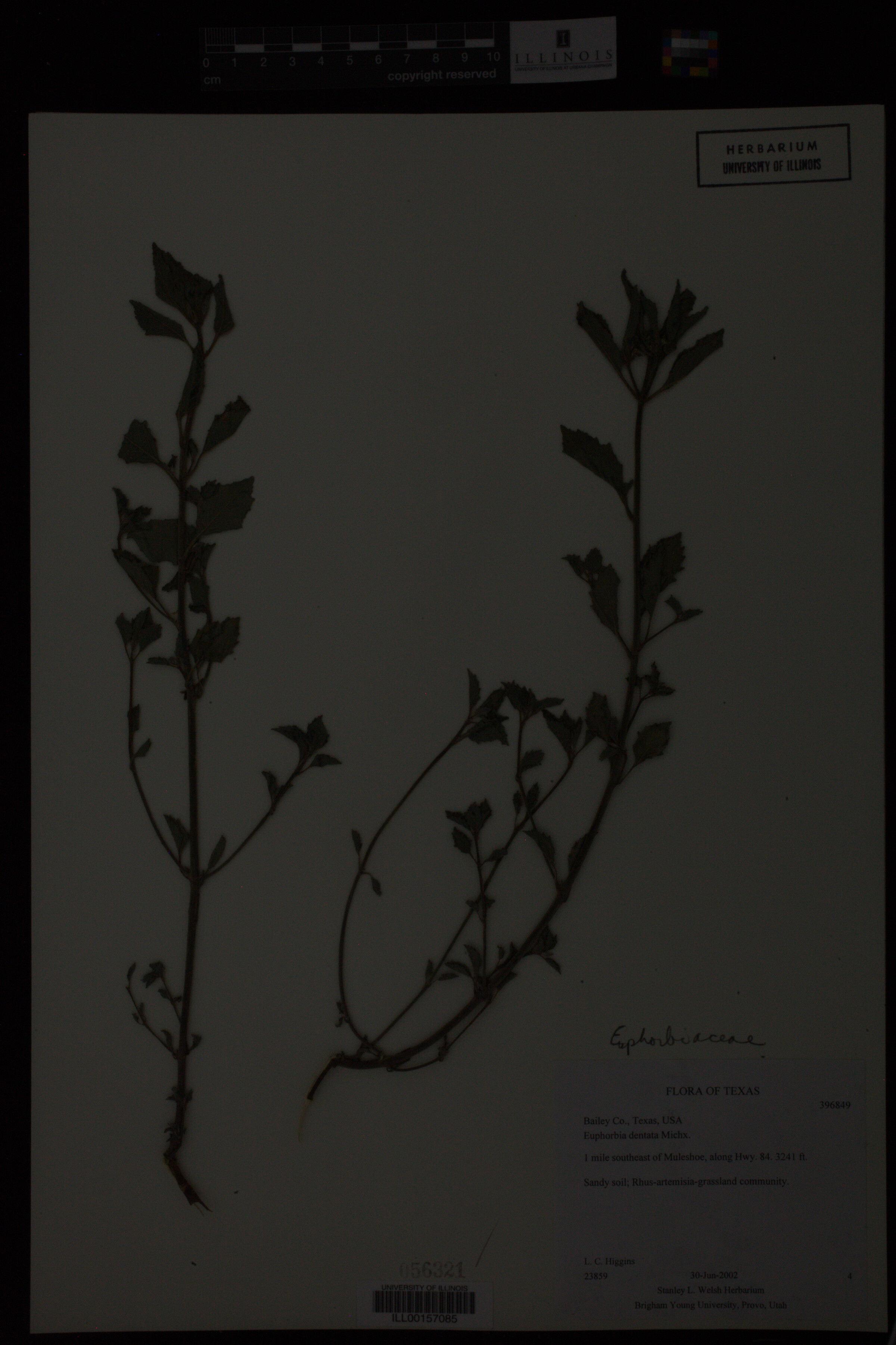 Euphorbia dentata image