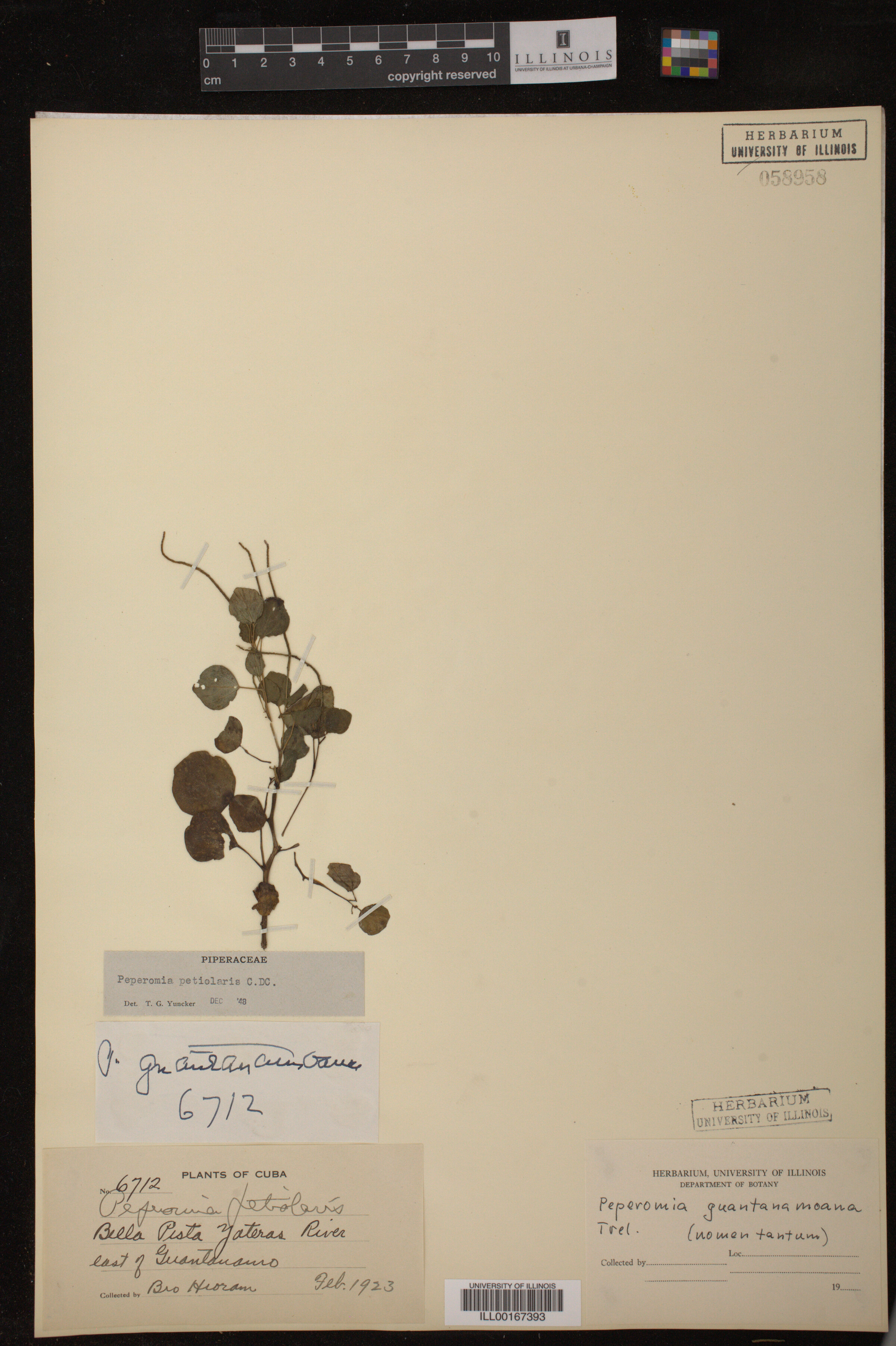 Peperomia petiolaris image