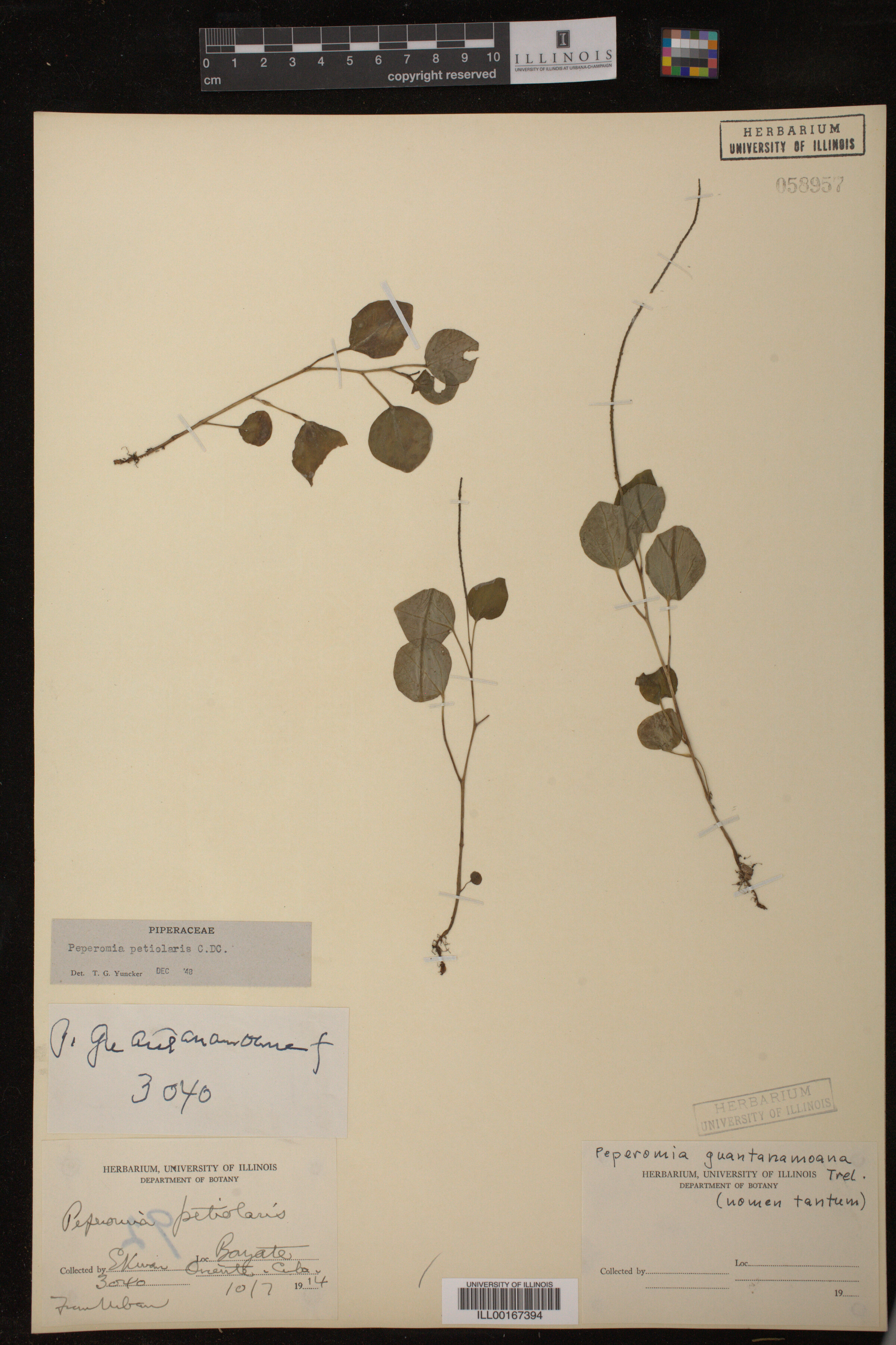 Peperomia petiolaris image