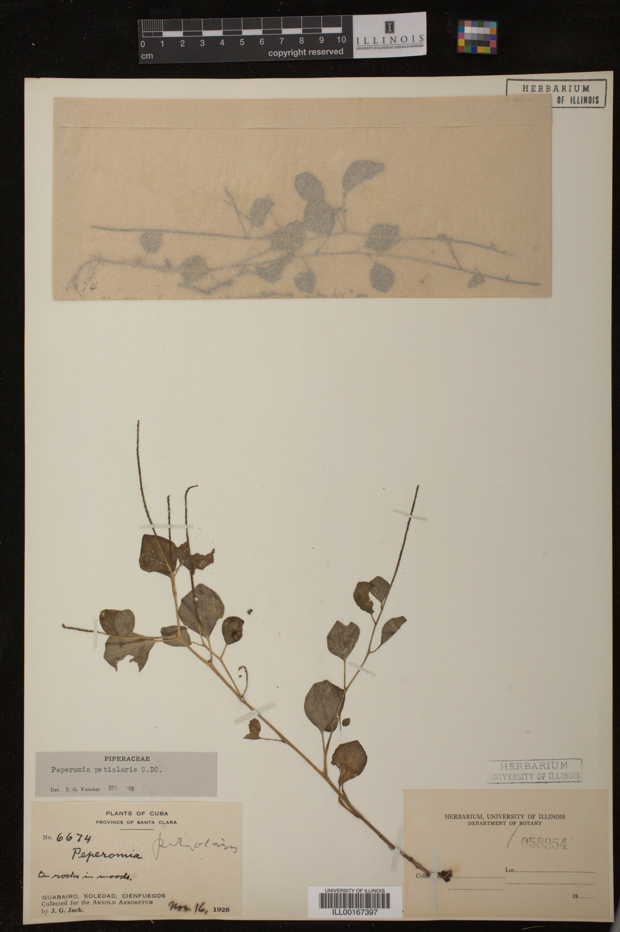 Peperomia image