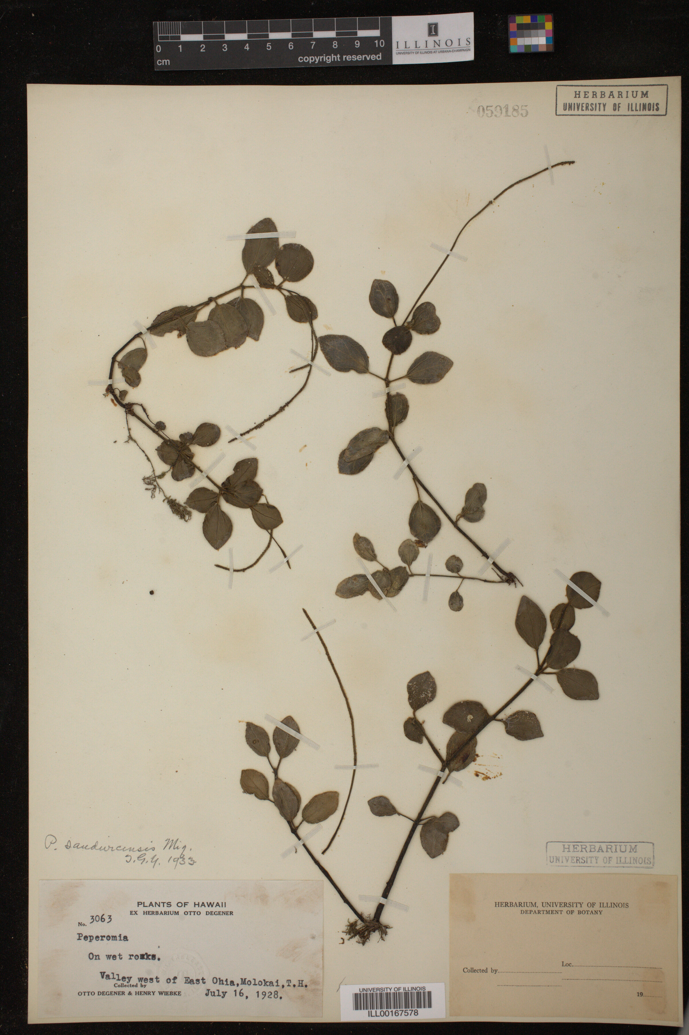 Peperomia image