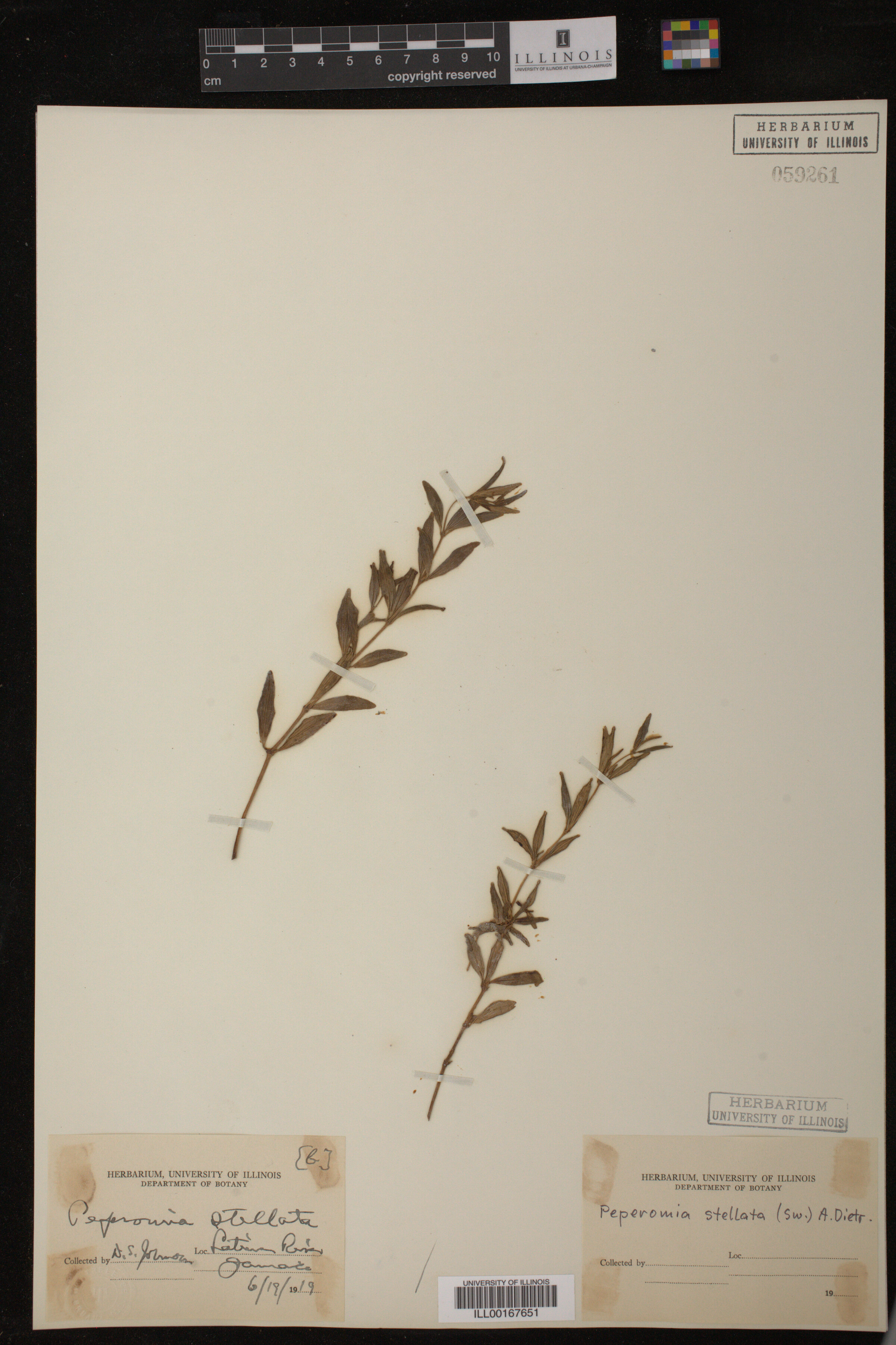 Peperomia stellata image