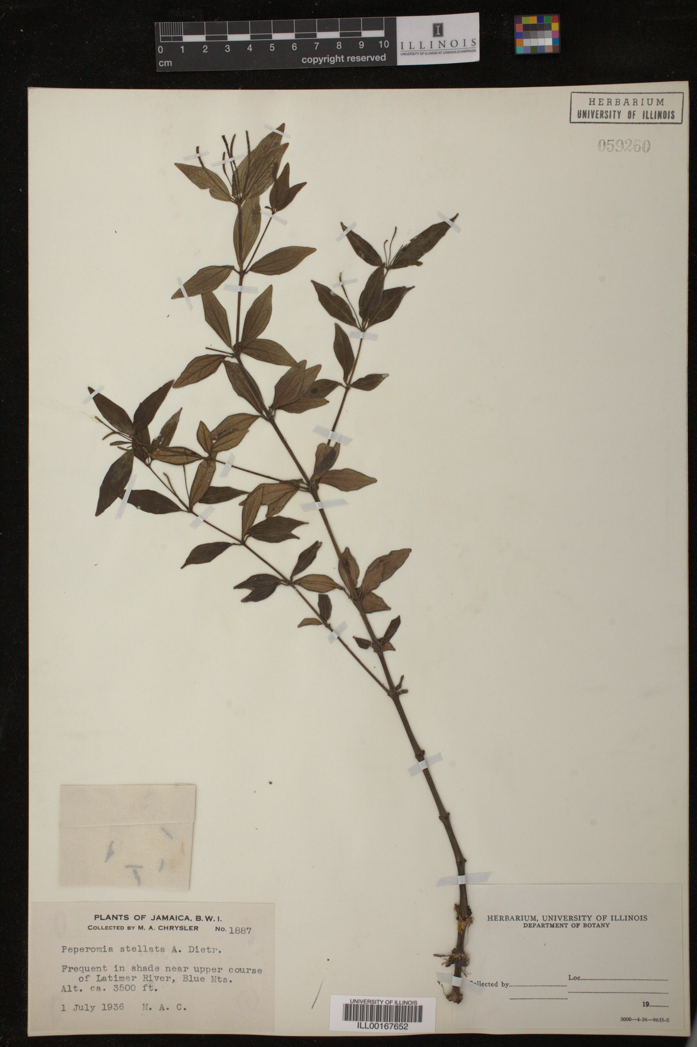 Peperomia stellata image