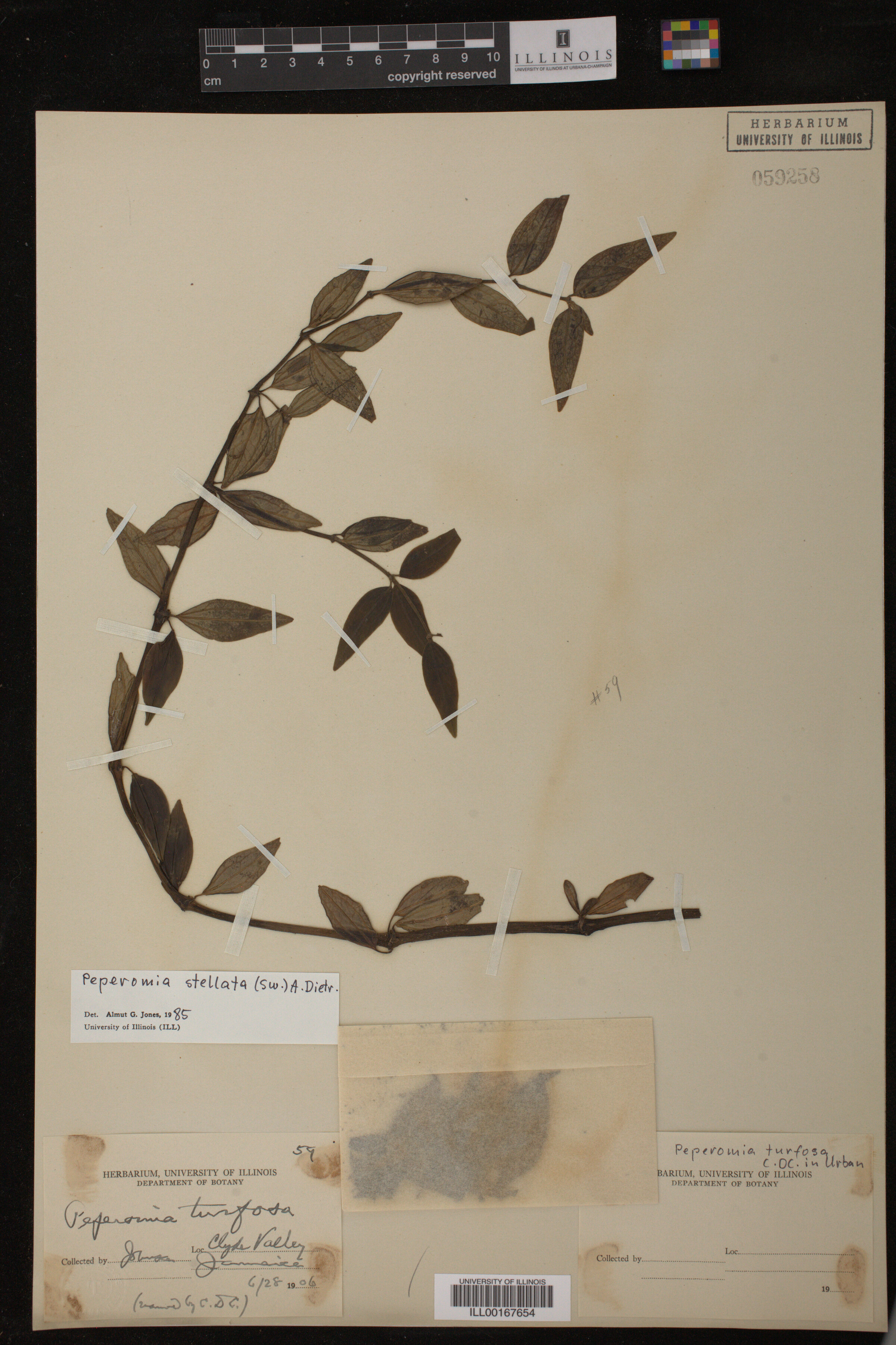 Peperomia stellata image