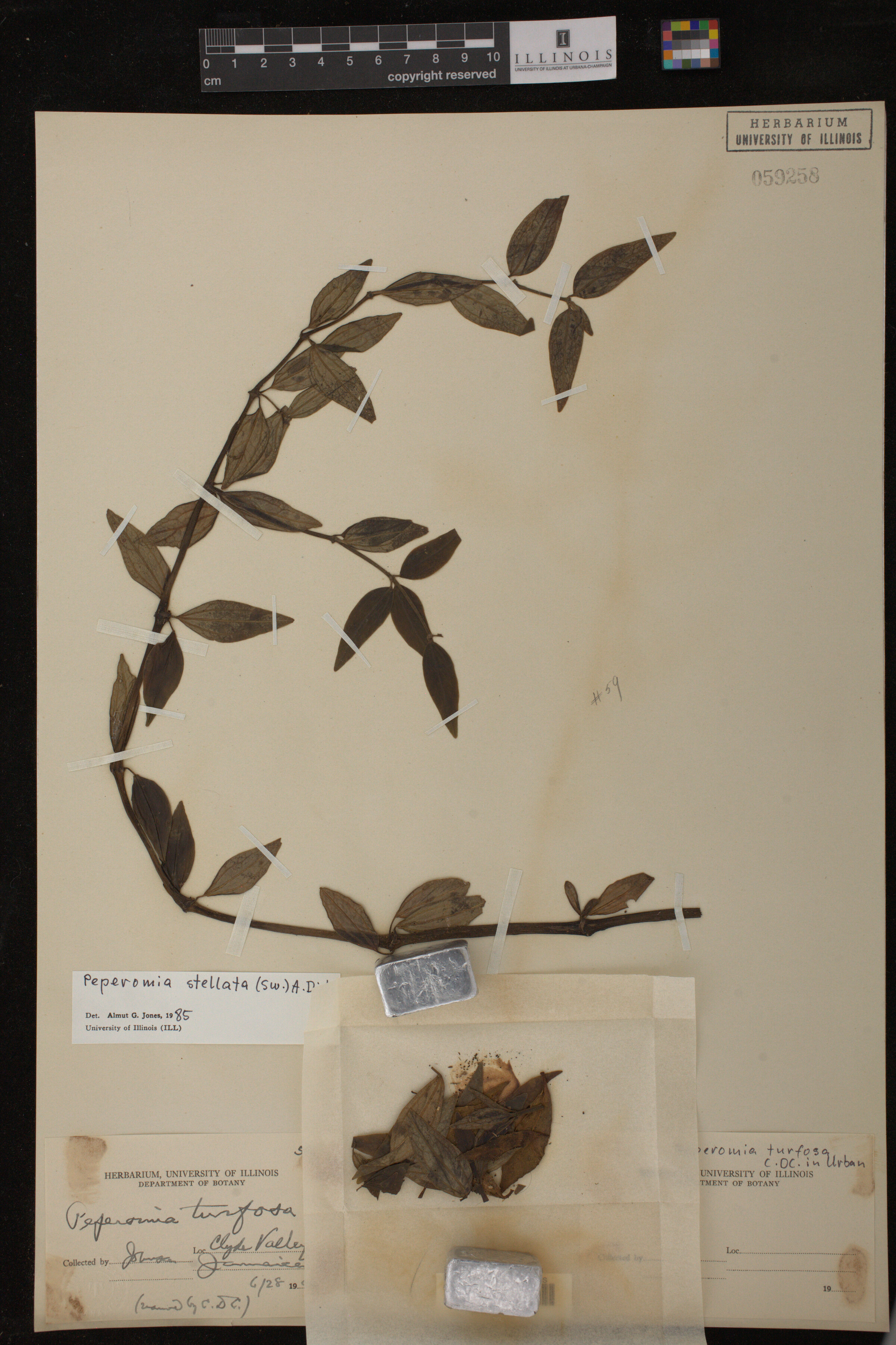 Peperomia stellata image