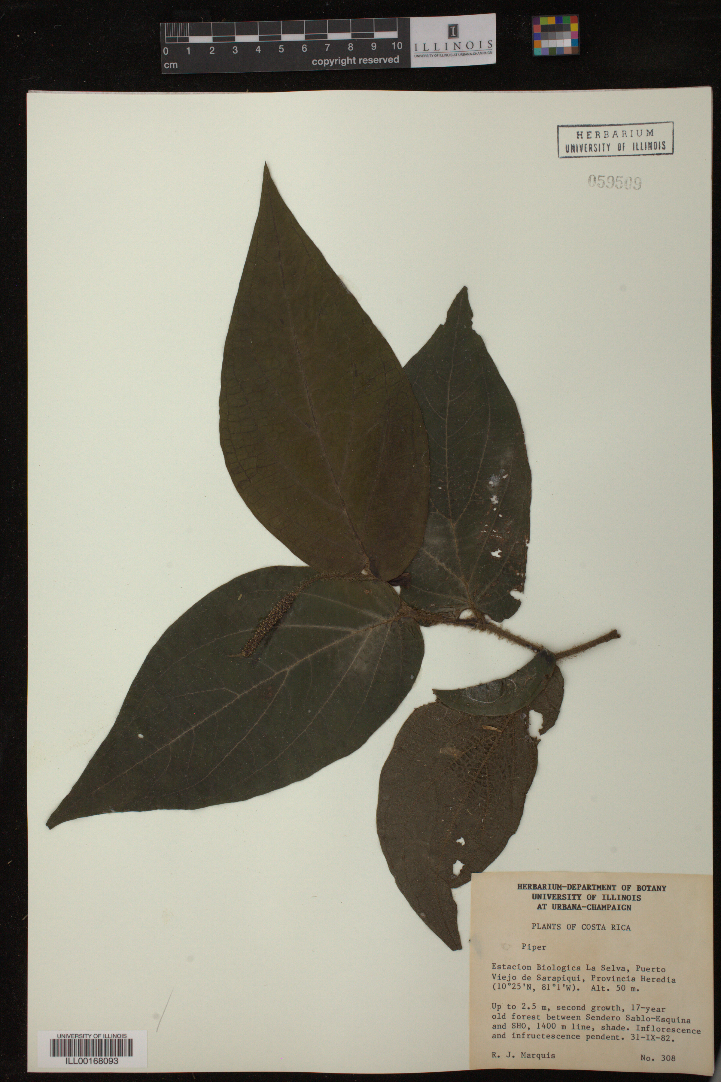 Piperaceae image
