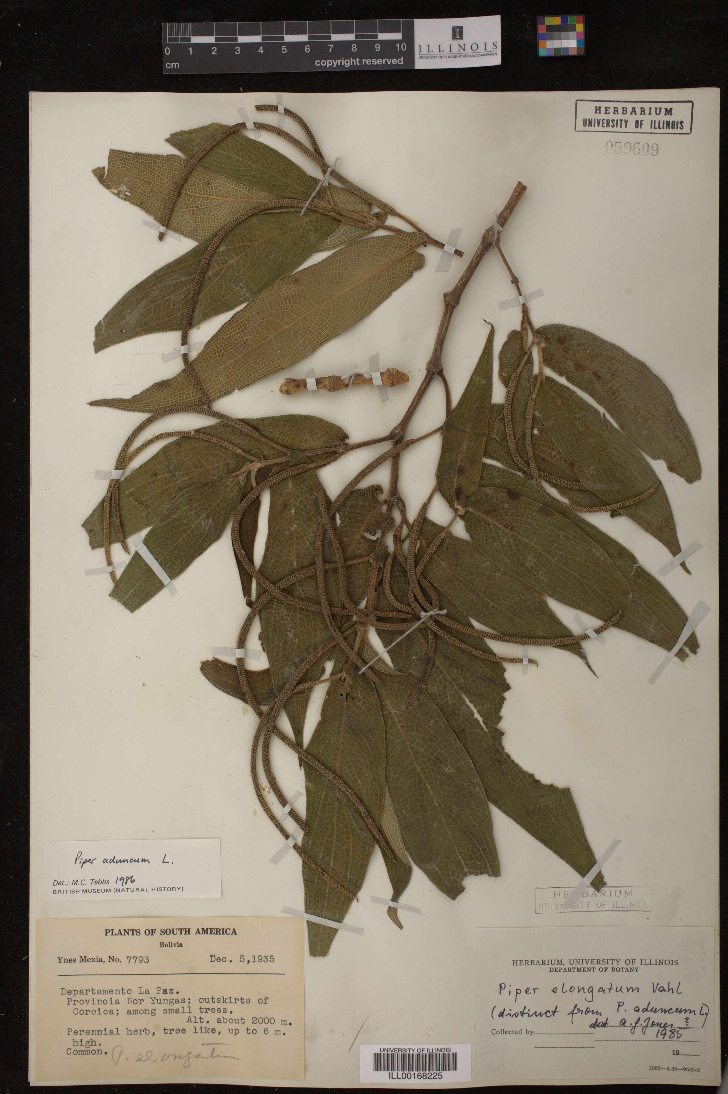 Piper aduncum image