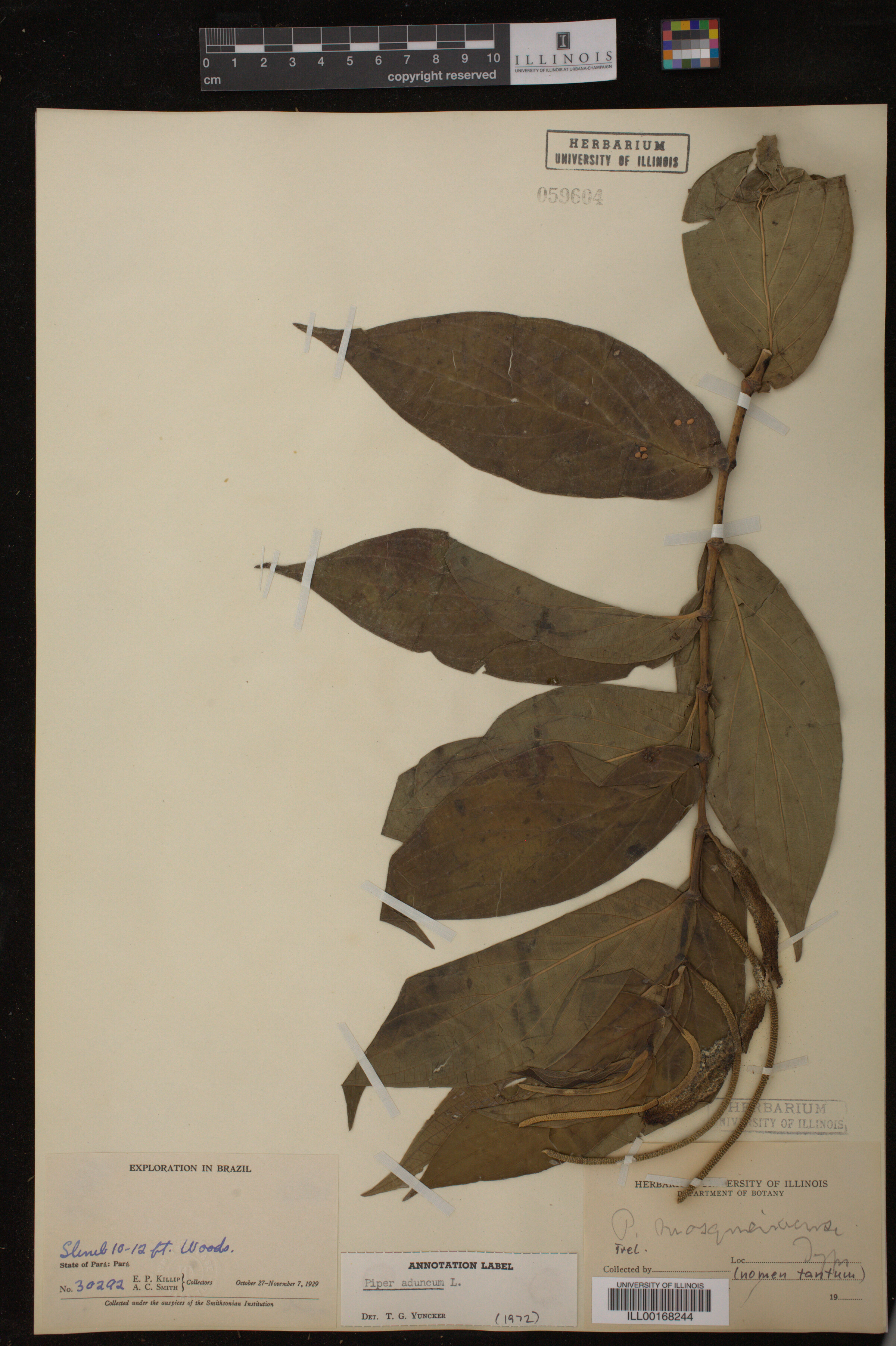 Piper aduncum image