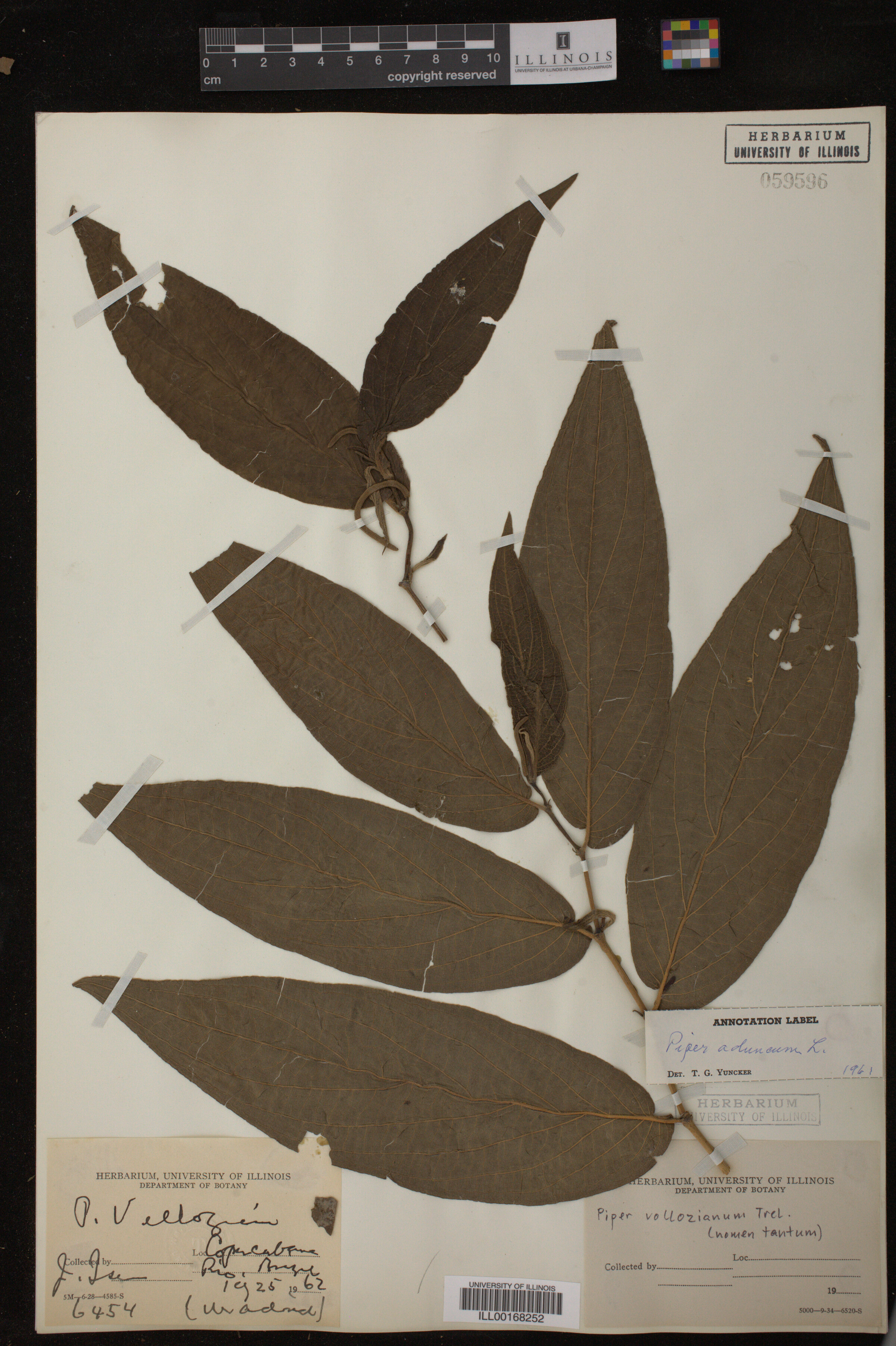 Piperaceae image