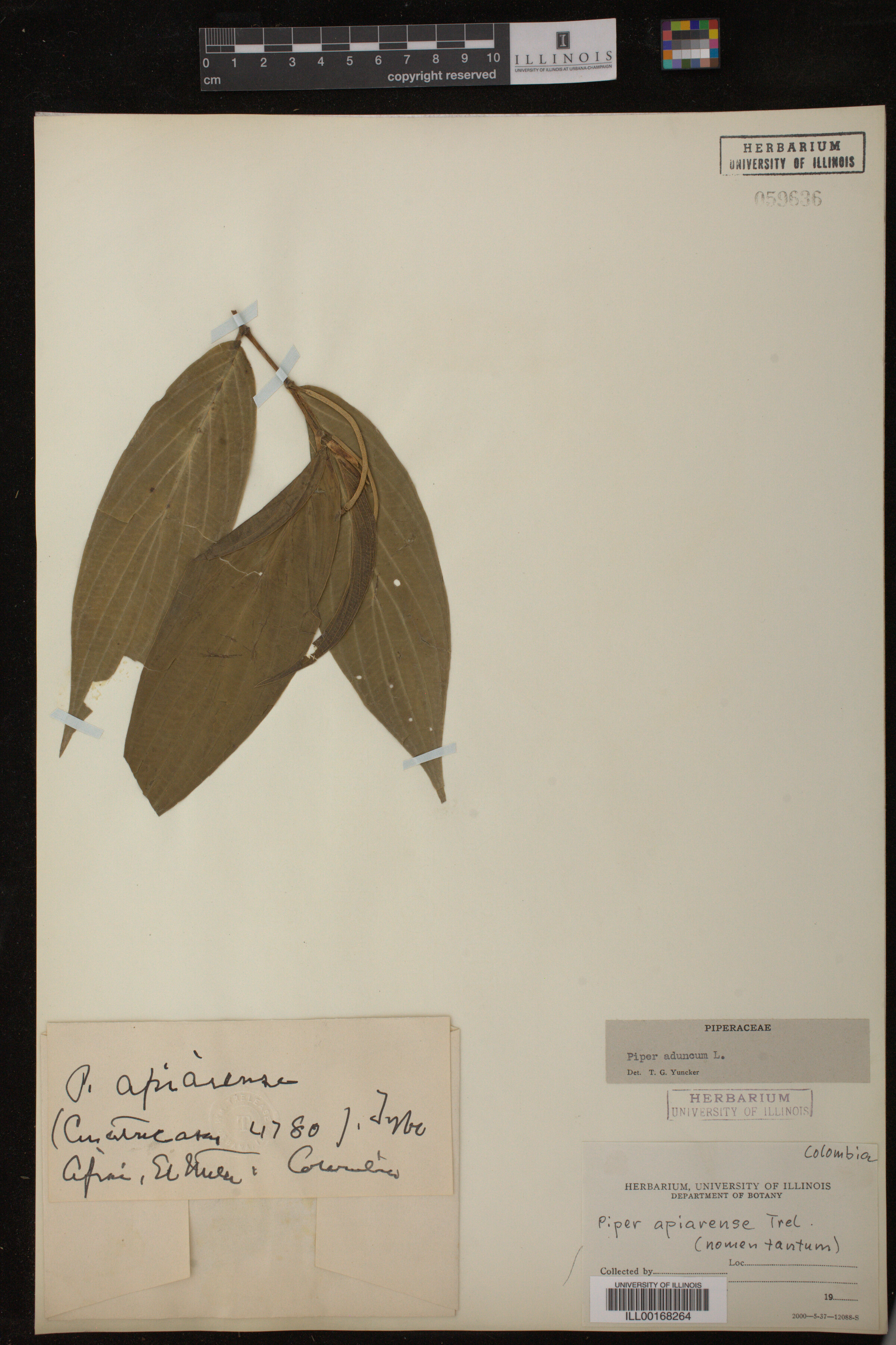 Piperaceae image