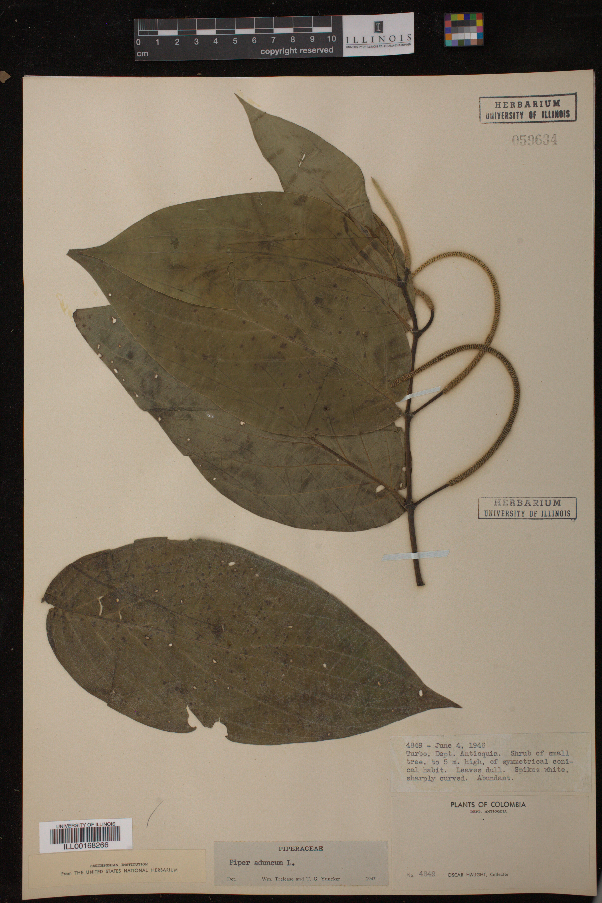 Piperaceae image