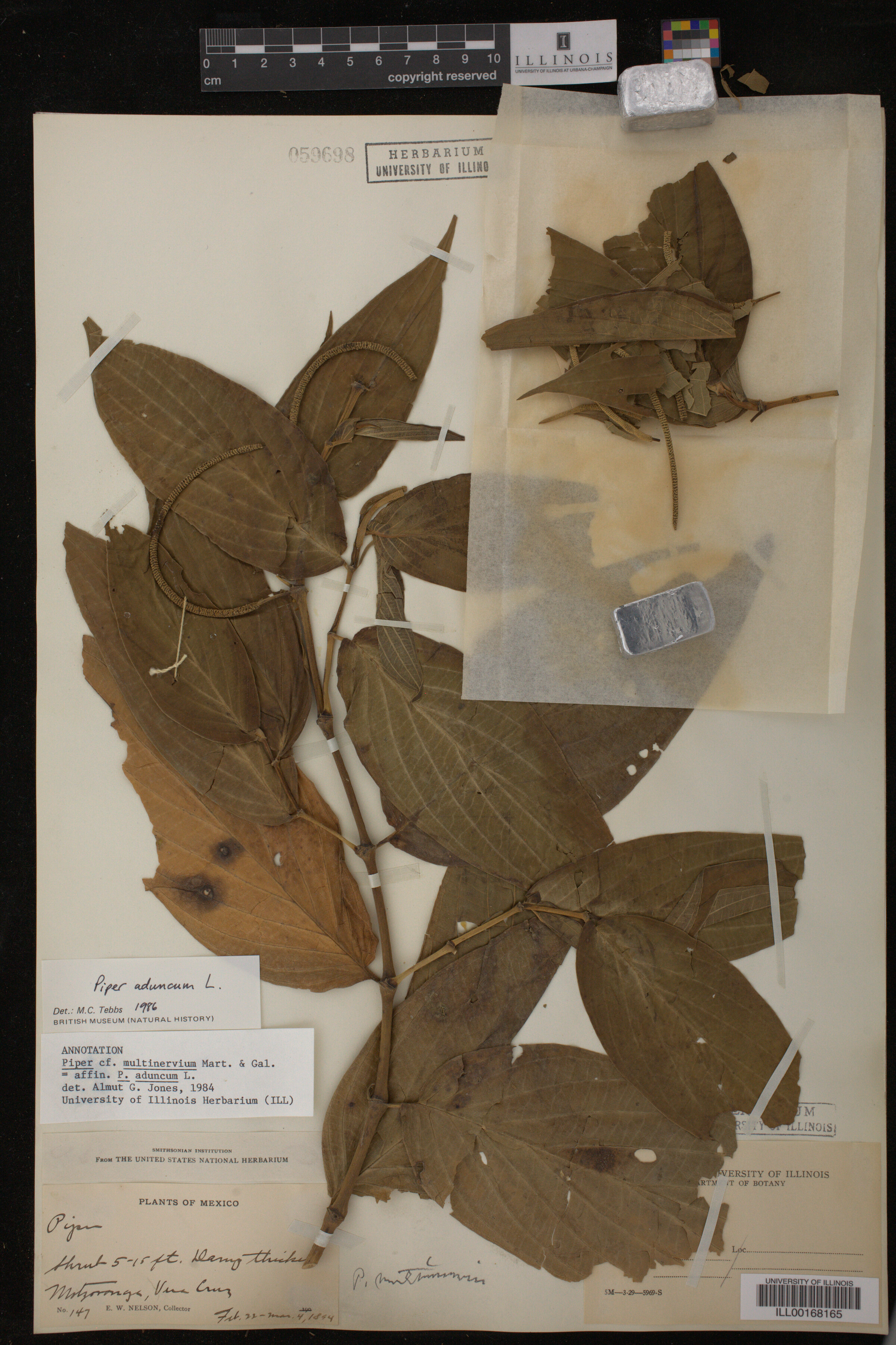 Piperaceae image