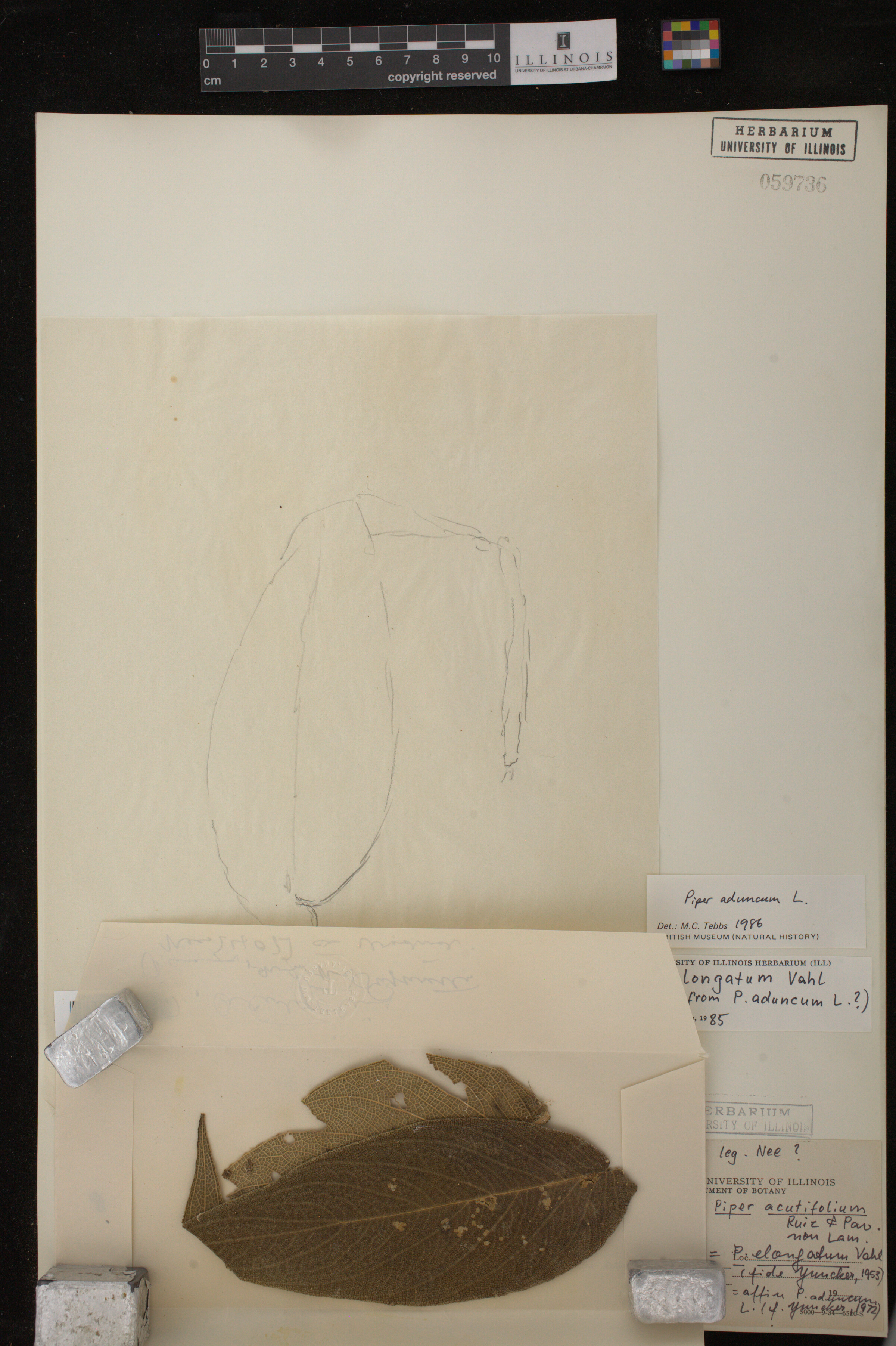 Piper aduncum image