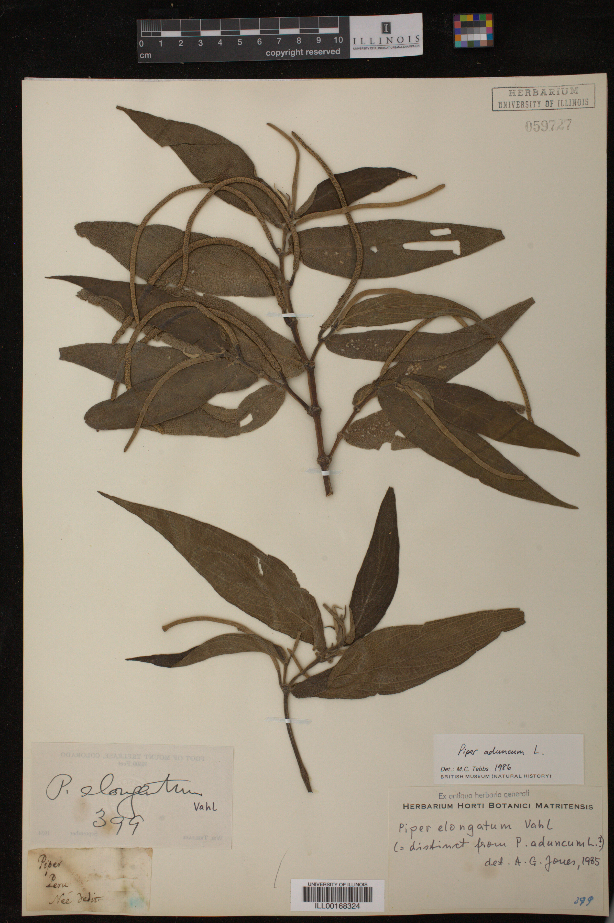 Piperaceae image