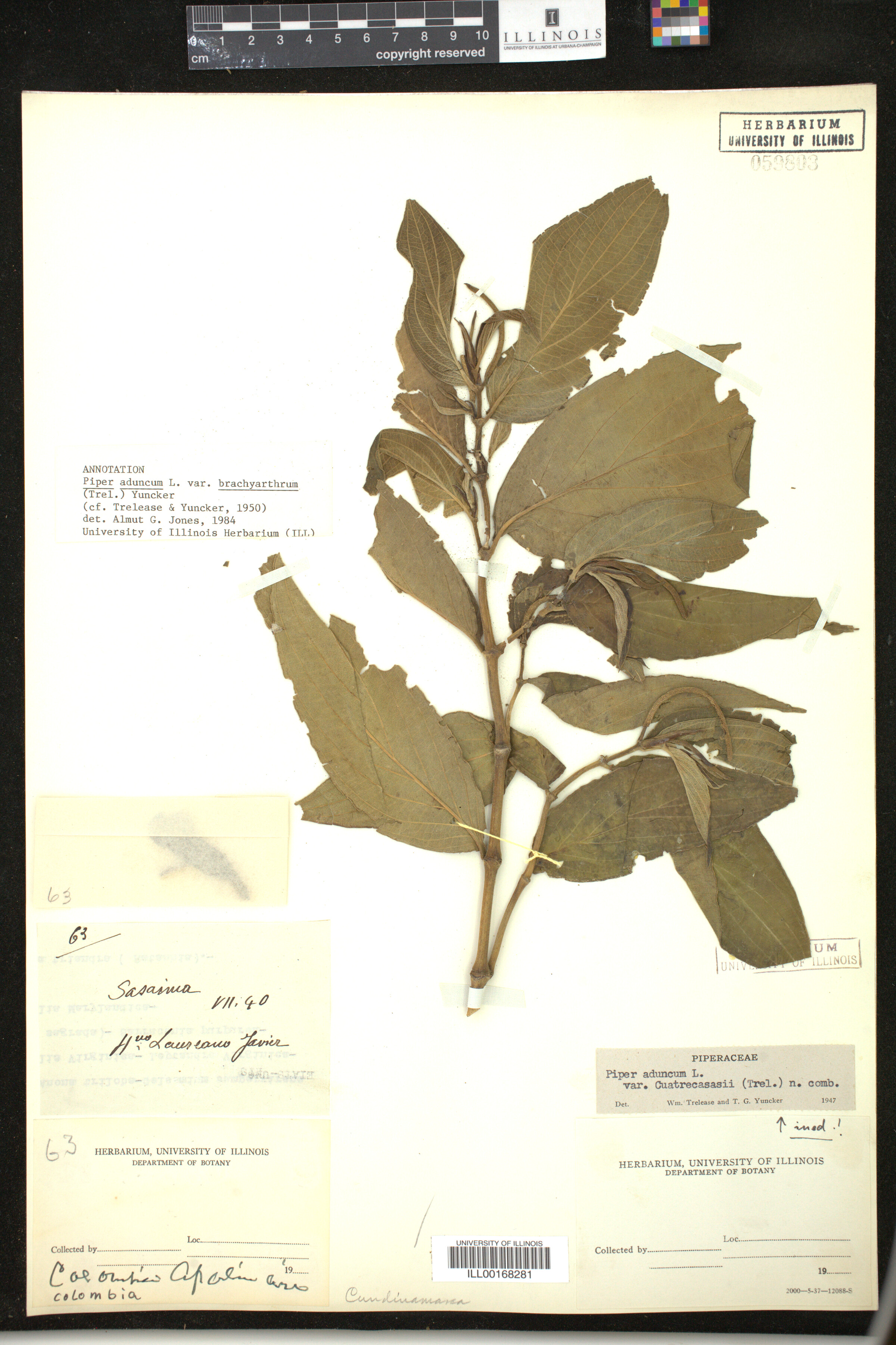 Piper aduncum image